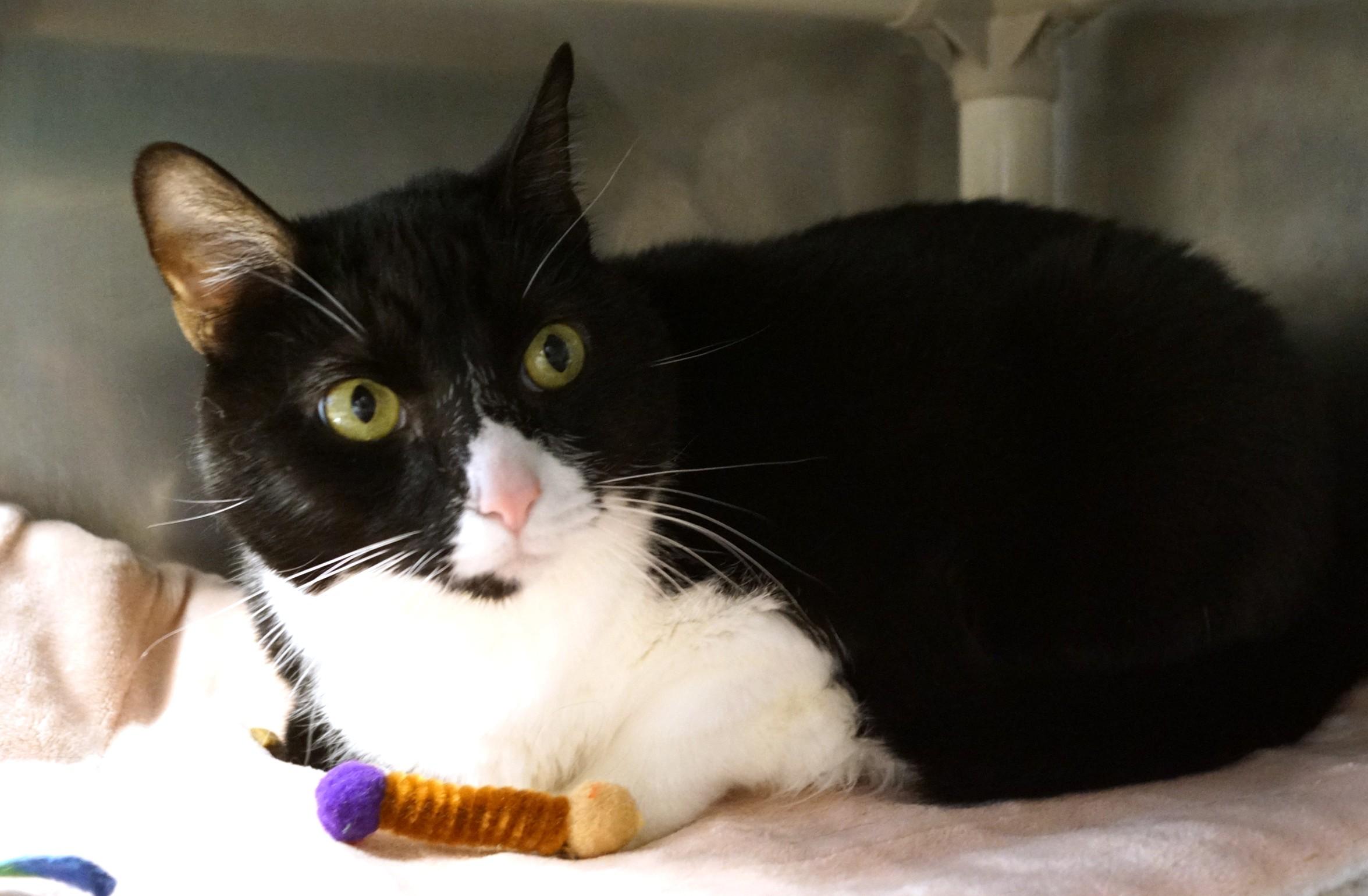 Enlarge Munchie- Meet Me at New Milford Petco!, an adopted Domestic Short Hair in New Milford, CT image 6/6