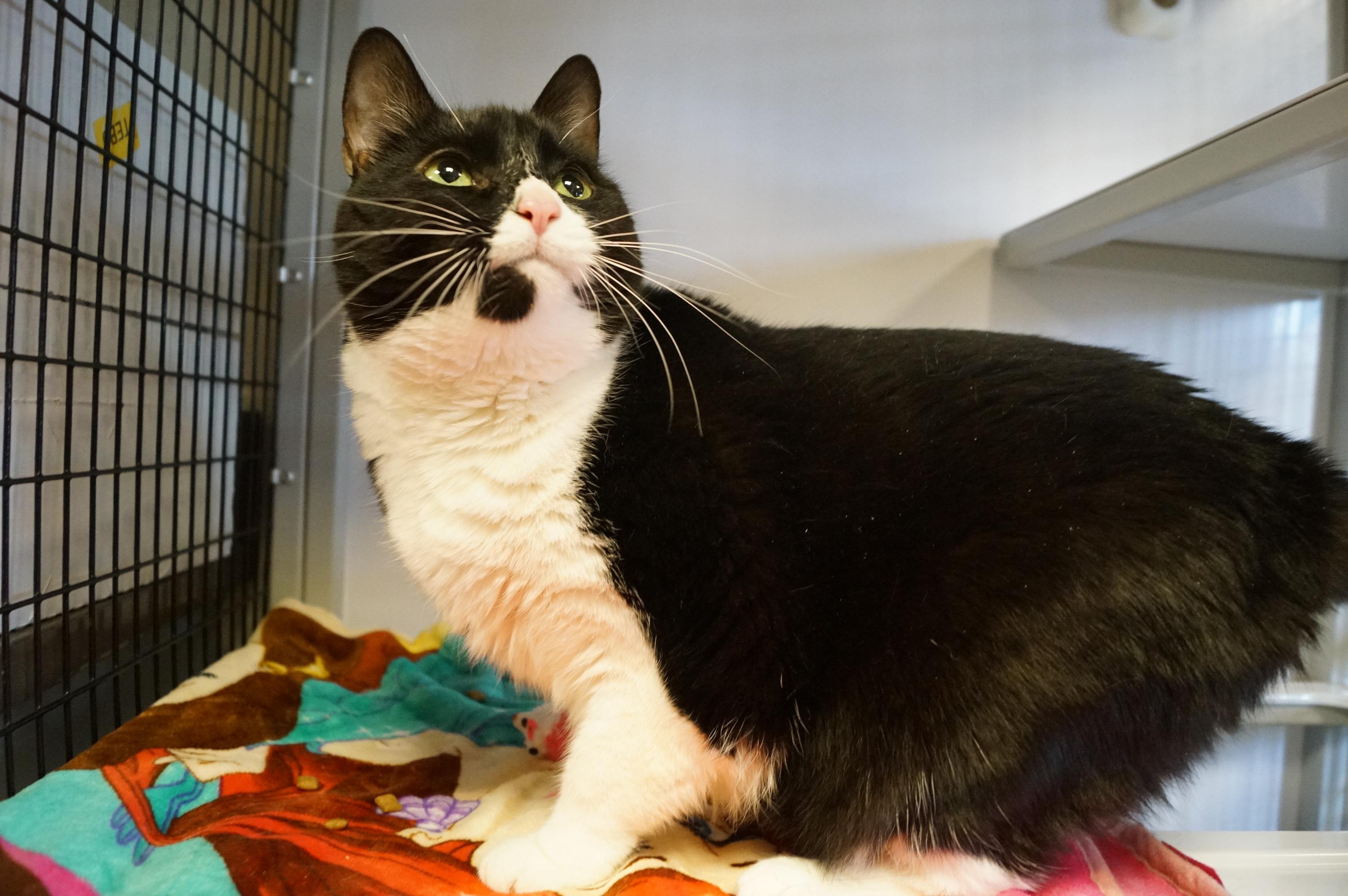 Enlarge Munchie- Meet Me at New Milford Petco!, an adopted Domestic Short Hair in New Milford, CT image 3/6