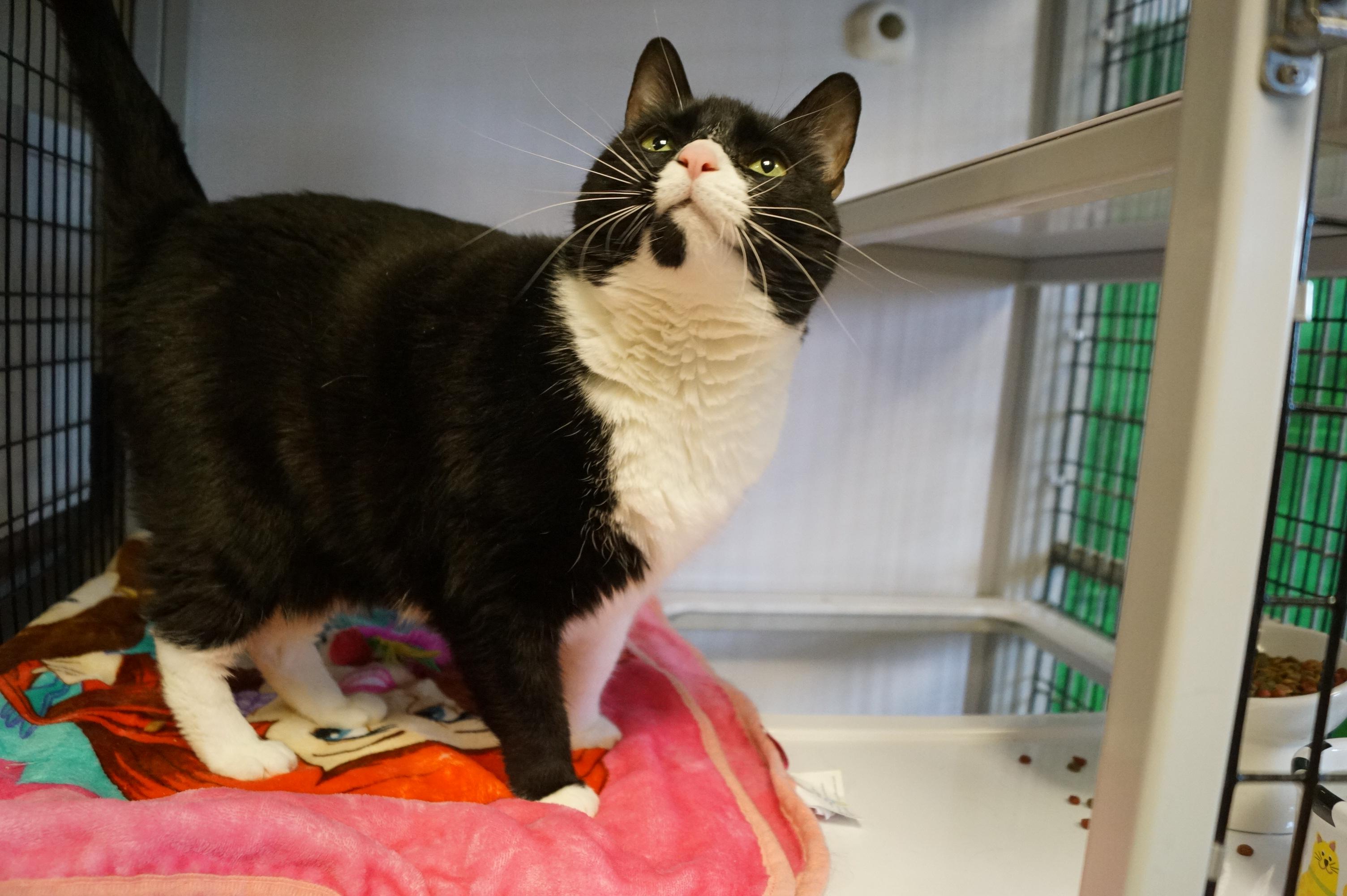 Munchie- Meet Me at New Milford Petco!, adopted, Adult Female Domestic Short Hair.