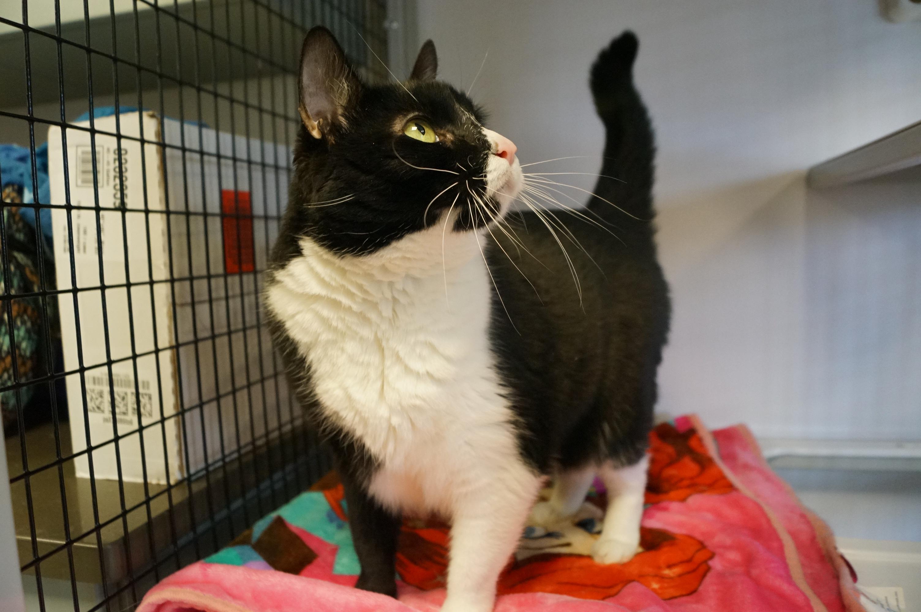 Enlarge Munchie- Meet Me at New Milford Petco!, an adopted Domestic Short Hair in New Milford, CT image 2/6