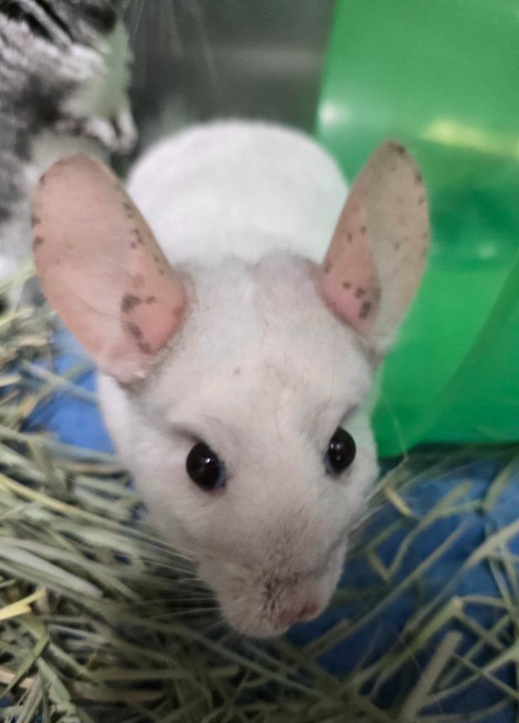 Enlarge Scribble, a Adoptable Chinchilla in Cincinnati, OH image 1/1