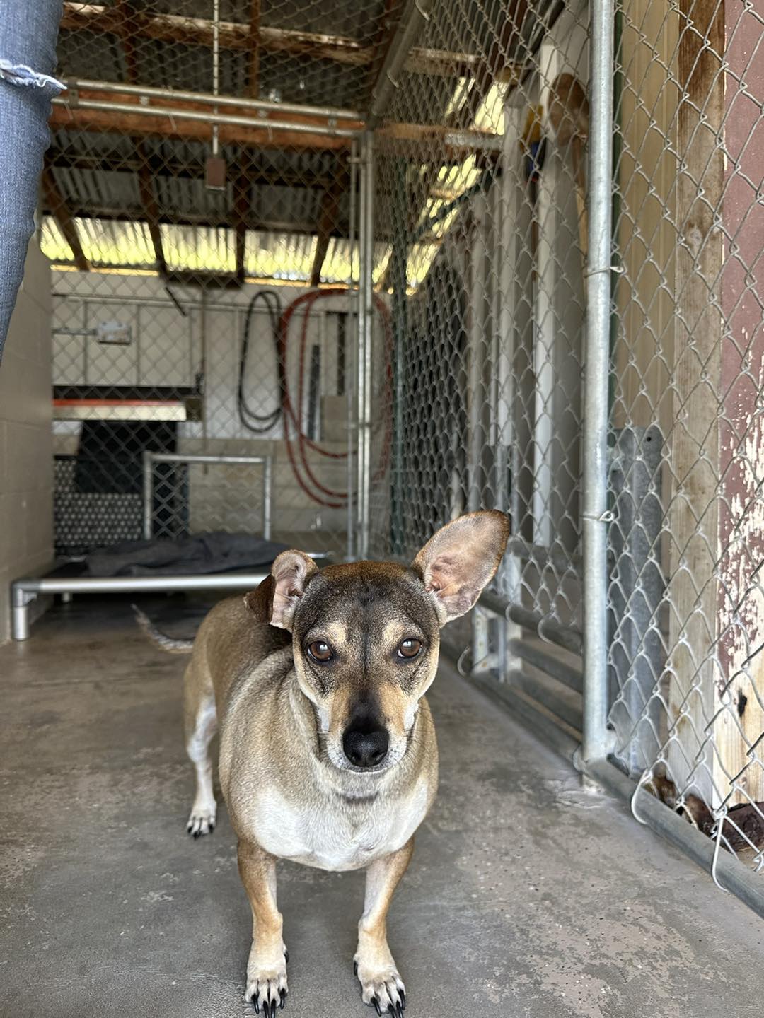 Enlarge Buddy, a Adopted mixed breed in Hornbrook, CA image 1/1