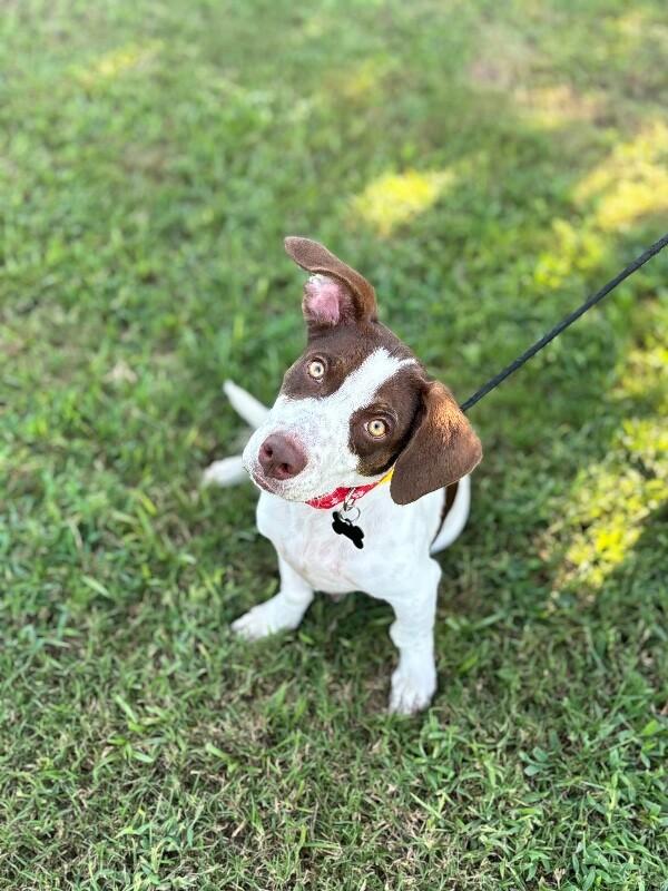 Cora photo