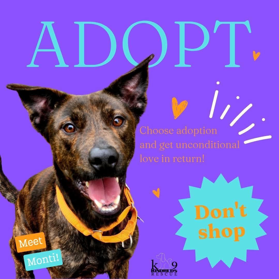 Enlarge Monti- Loyal, playful Mountain Cur/Male/2 Years Old/Neutered/Dog & Kid Friendly, a Adoptable Mountain Cur in Saint Paul, MN image 1/6