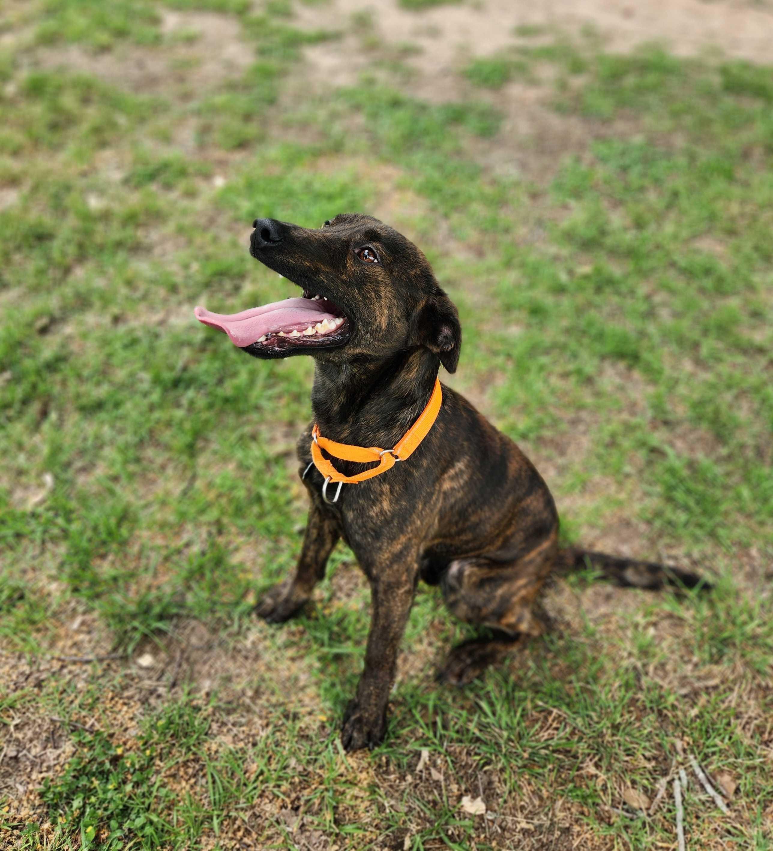 Enlarge Monti- Loyal, playful Mountain Cur/Male/2 Years Old/Neutered/Dog & Kid Friendly, a Adoptable Mountain Cur in Saint Paul, MN image 3/6