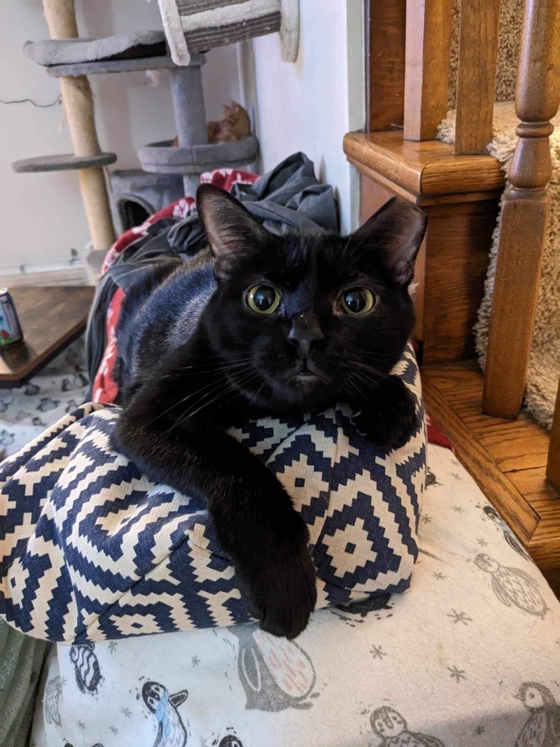Enlarge Diesel, a Adoptable Domestic Short Hair in Novi, MI image 2/6