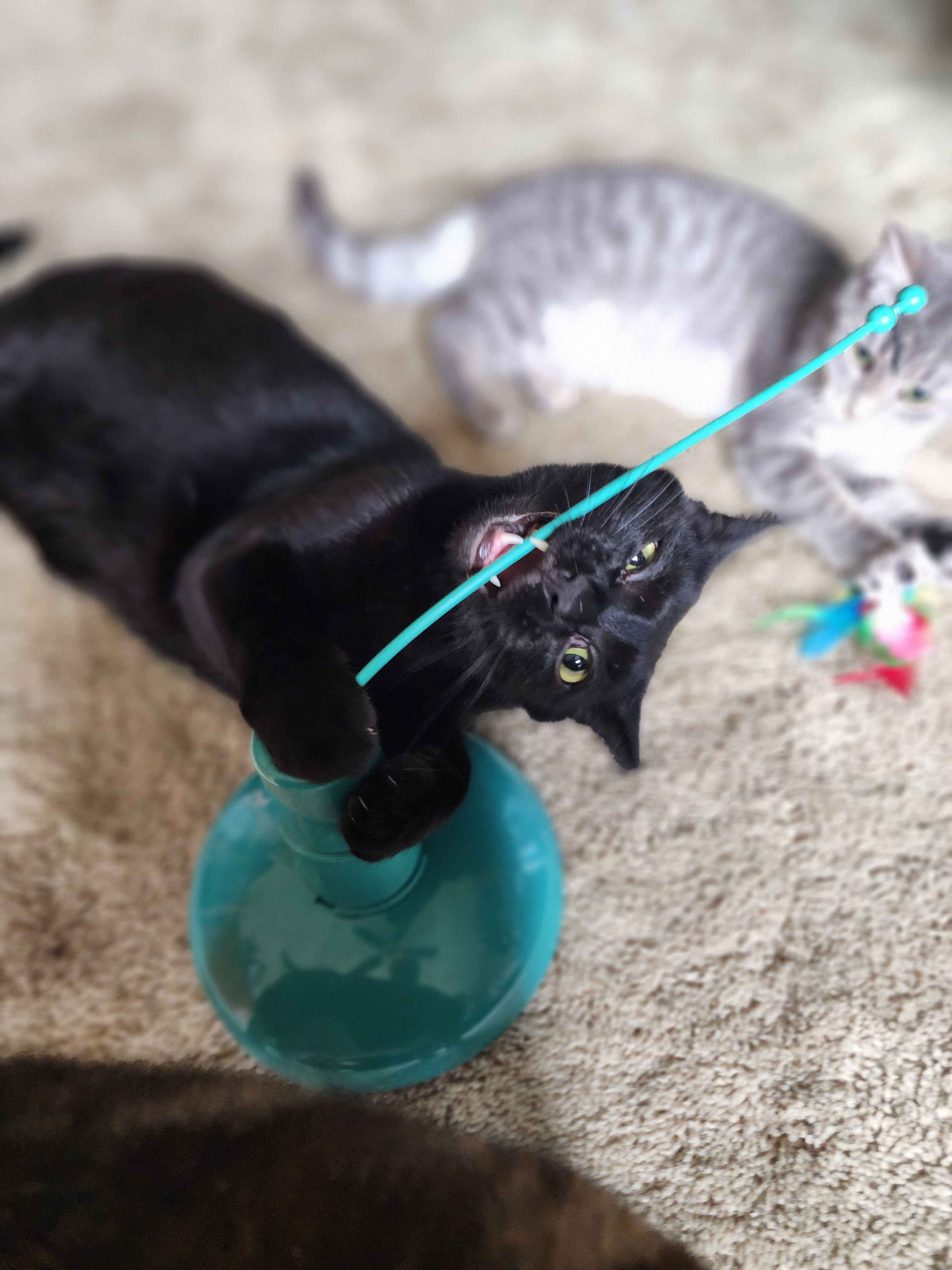 Enlarge Diesel, a Adoptable Domestic Short Hair in Novi, MI image 5/6