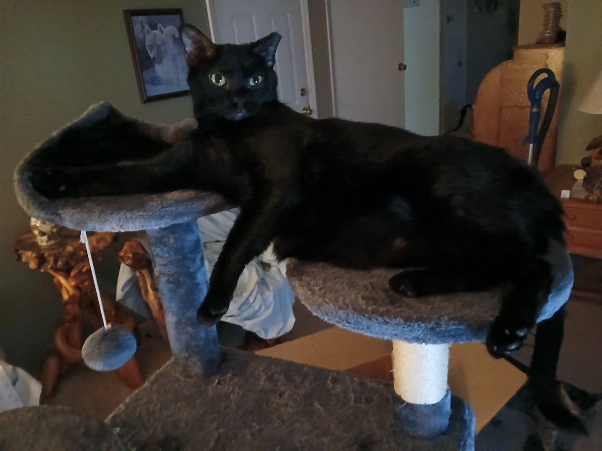 Enlarge Diesel, a Adoptable Domestic Short Hair in Novi, MI image 3/6