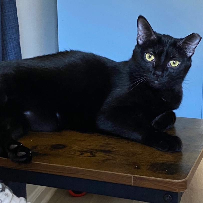 Enlarge Diesel, a Adoptable Domestic Short Hair in Novi, MI image 6/6