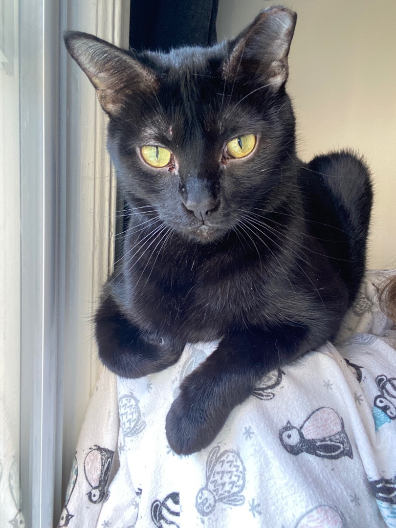 Enlarge Diesel, a Adoptable Domestic Short Hair in Novi, MI image 1/6