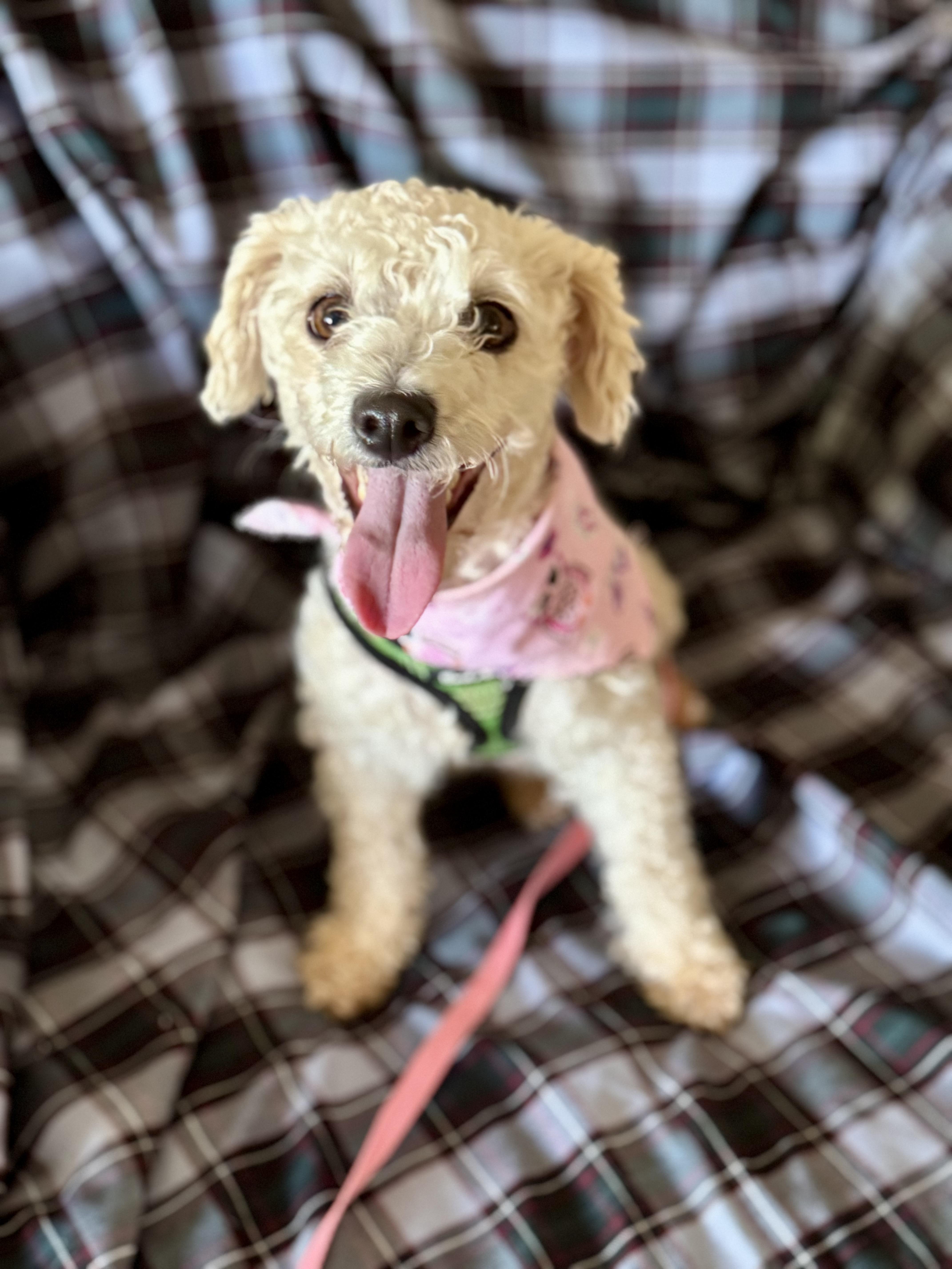 Enlarge Pixie, a Adopted mixed breed in Columbia, CA image 1/6