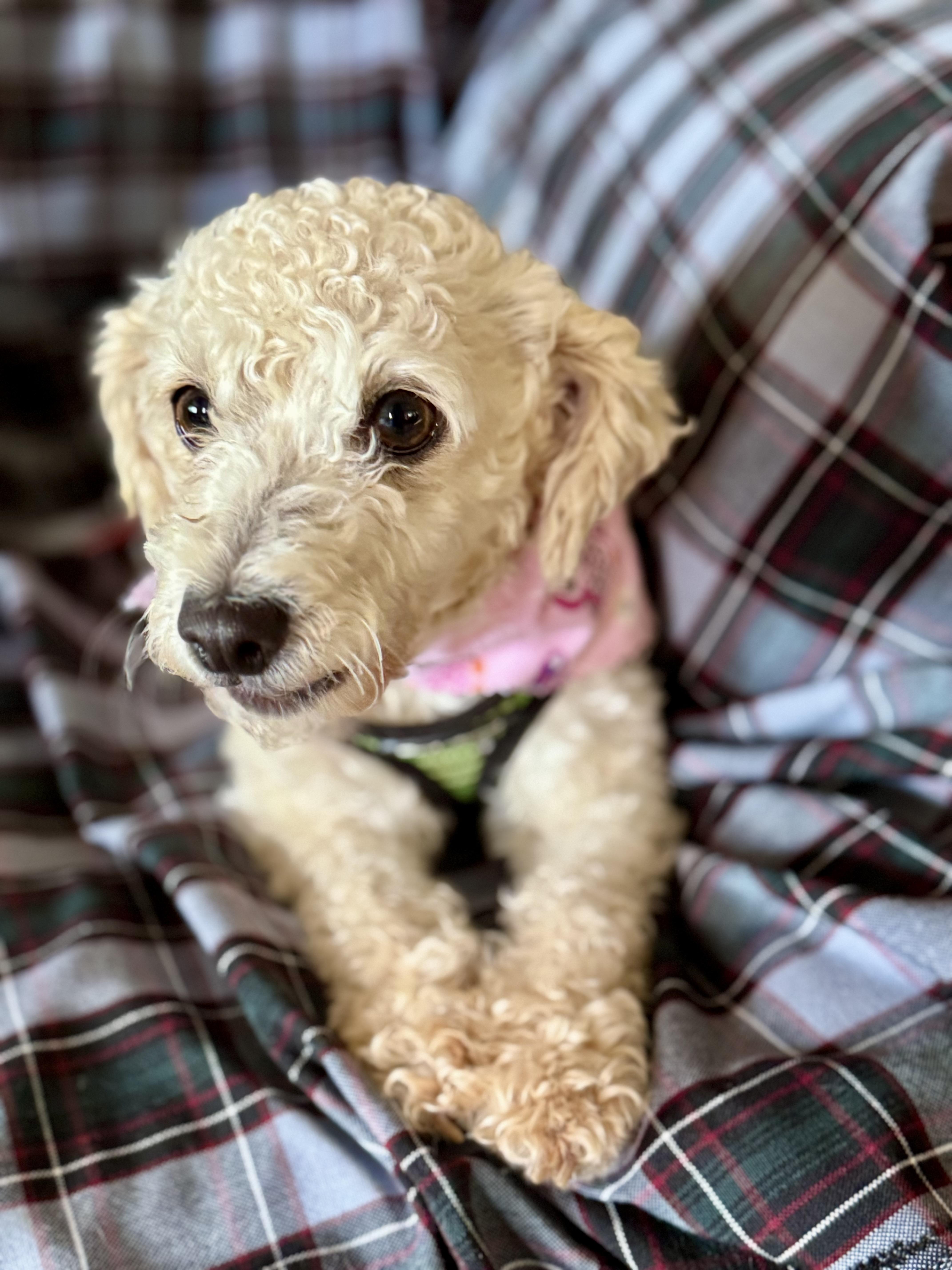 Enlarge Pixie, a Adopted mixed breed in Columbia, CA image 3/6