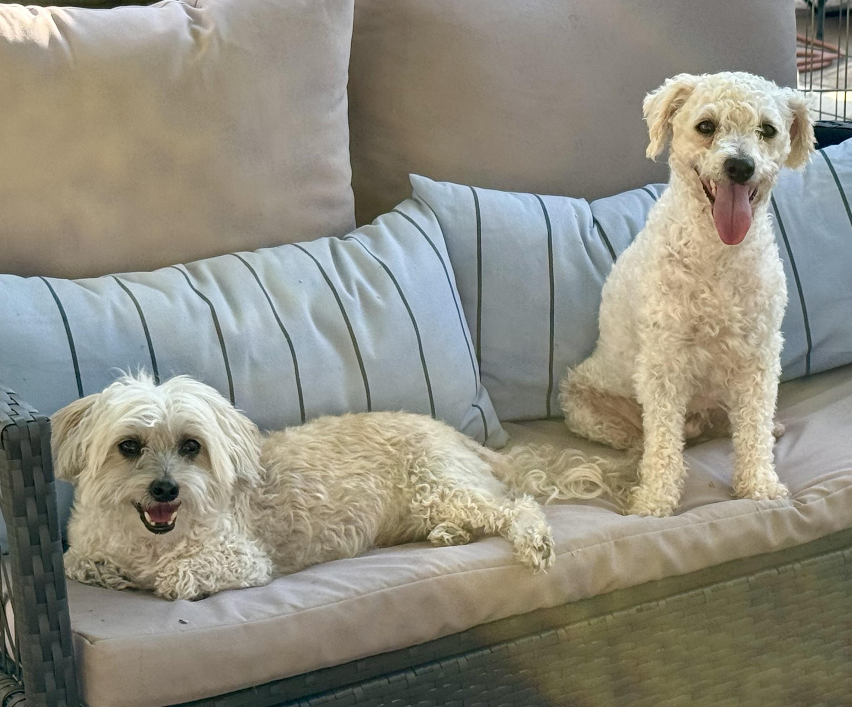 Pixie, an adoptable Maltipoo, Miniature Poodle in Columbia, CA, 95310 | Photo Image 6