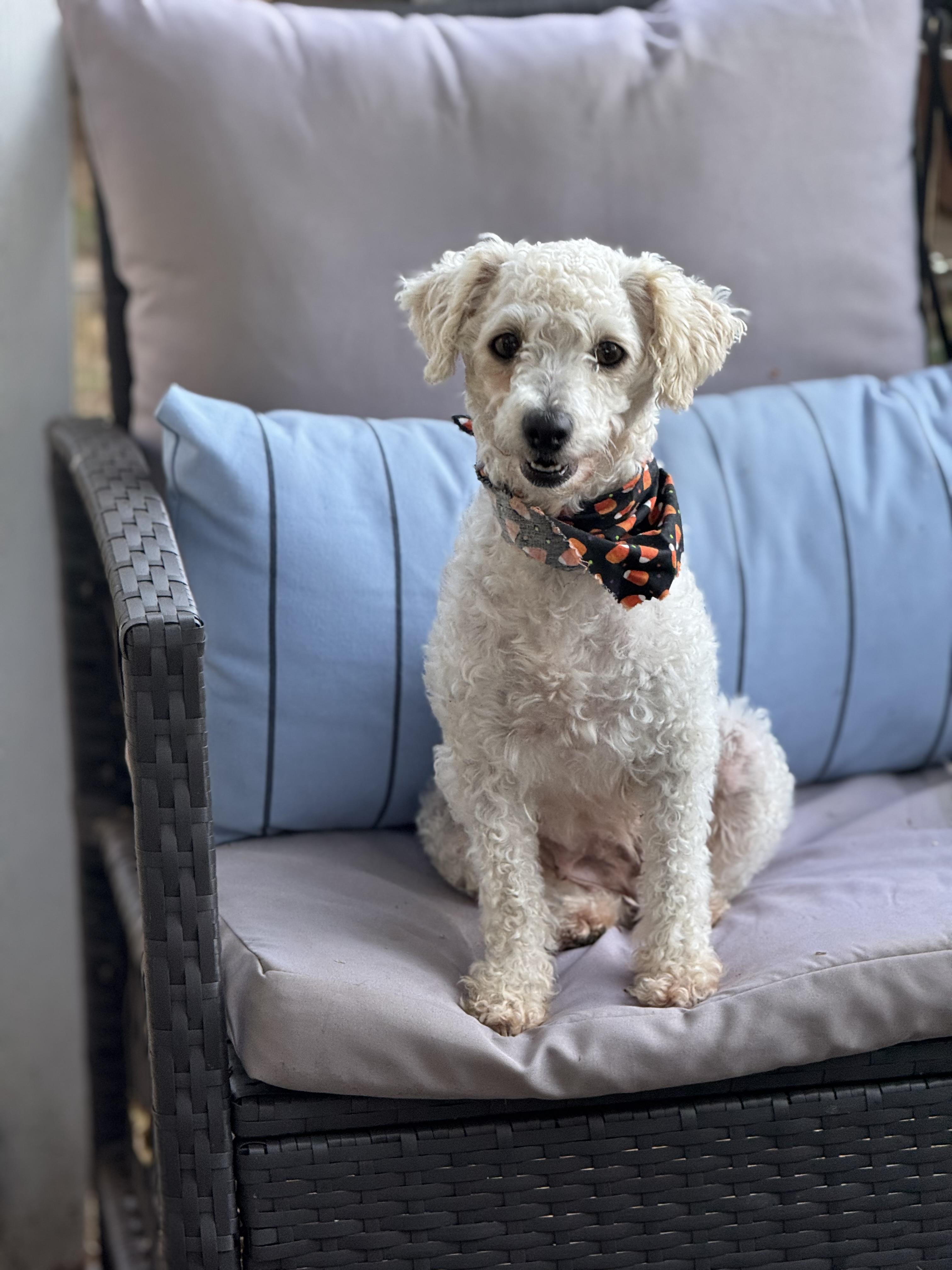 Enlarge Pixie, a Adopted mixed breed in Columbia, CA image 5/6