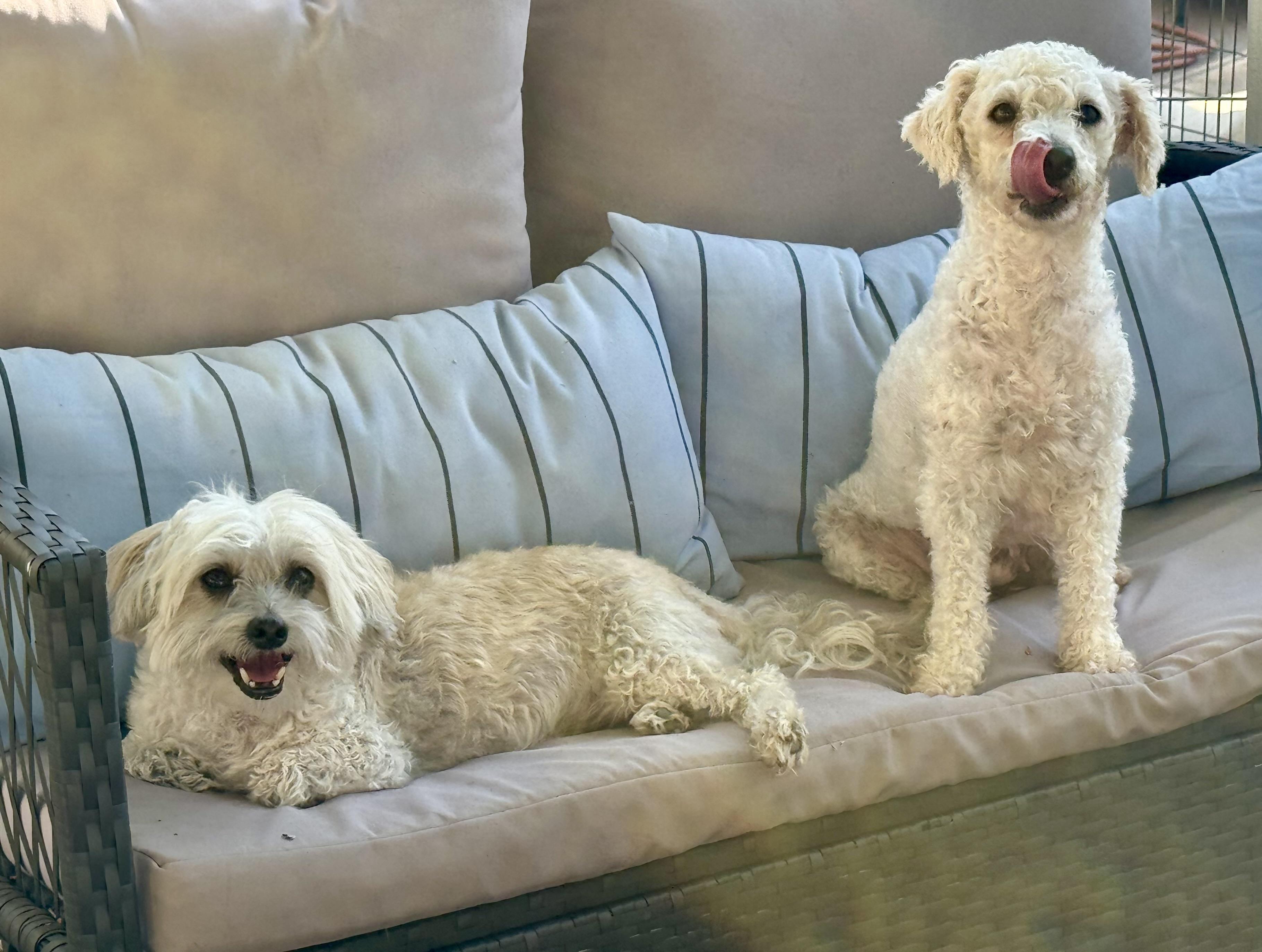 Enlarge Pixie, a Adopted mixed breed in Columbia, CA image 6/6