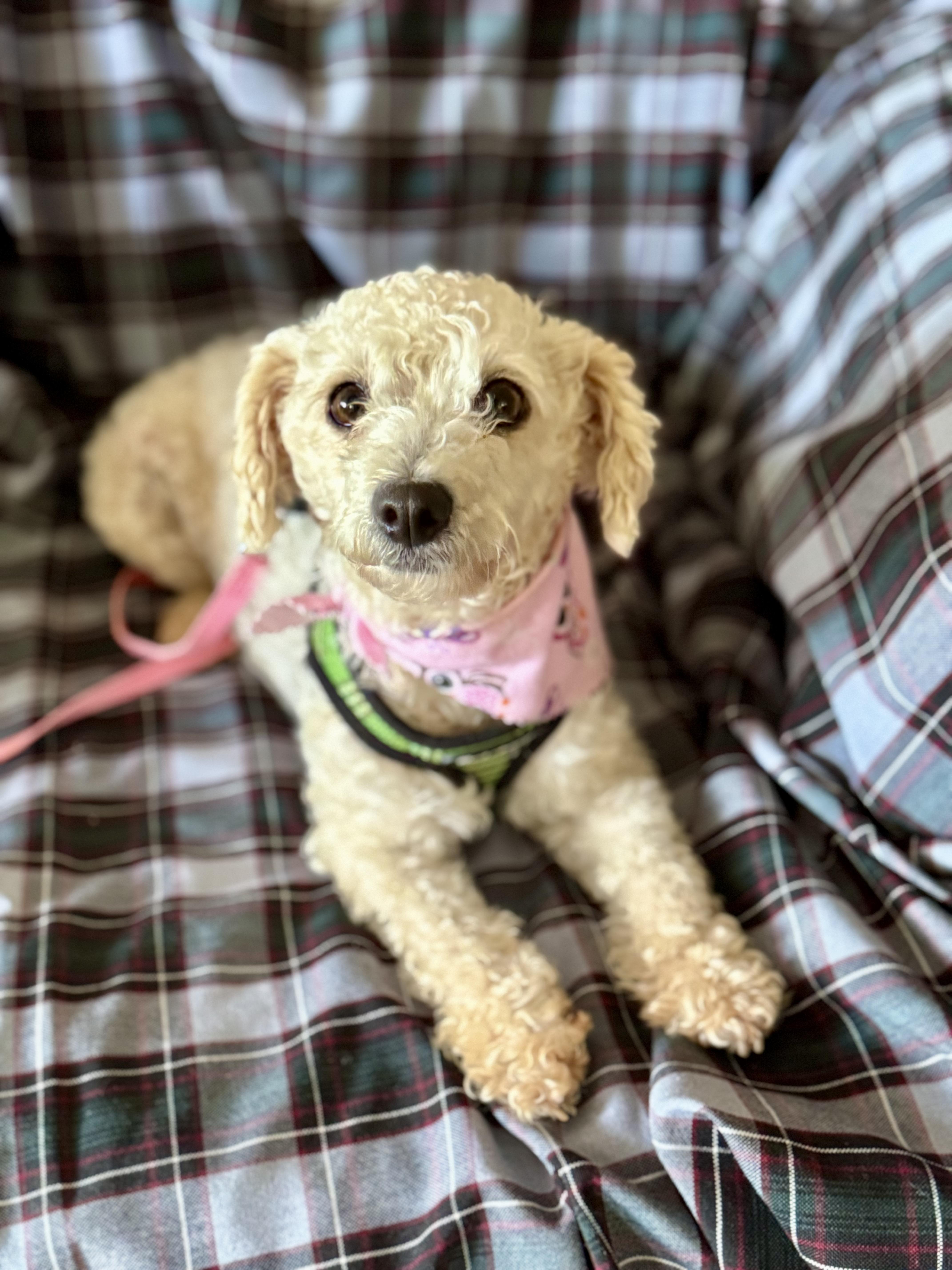 Enlarge Pixie, a Adopted mixed breed in Columbia, CA image 4/6