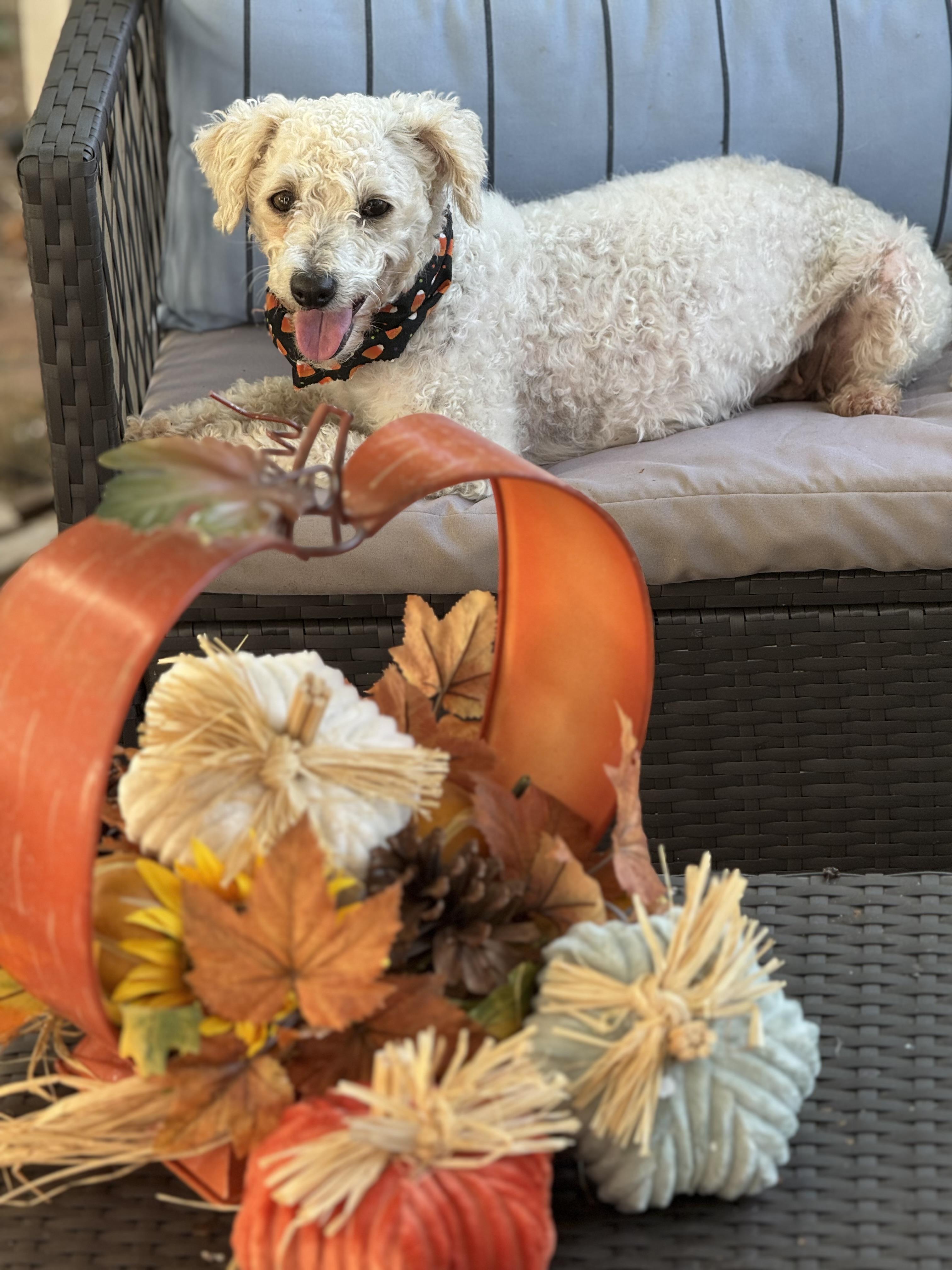 Pixie, an adoptable Maltipoo, Miniature Poodle in Columbia, CA, 95310 | Photo Image 3