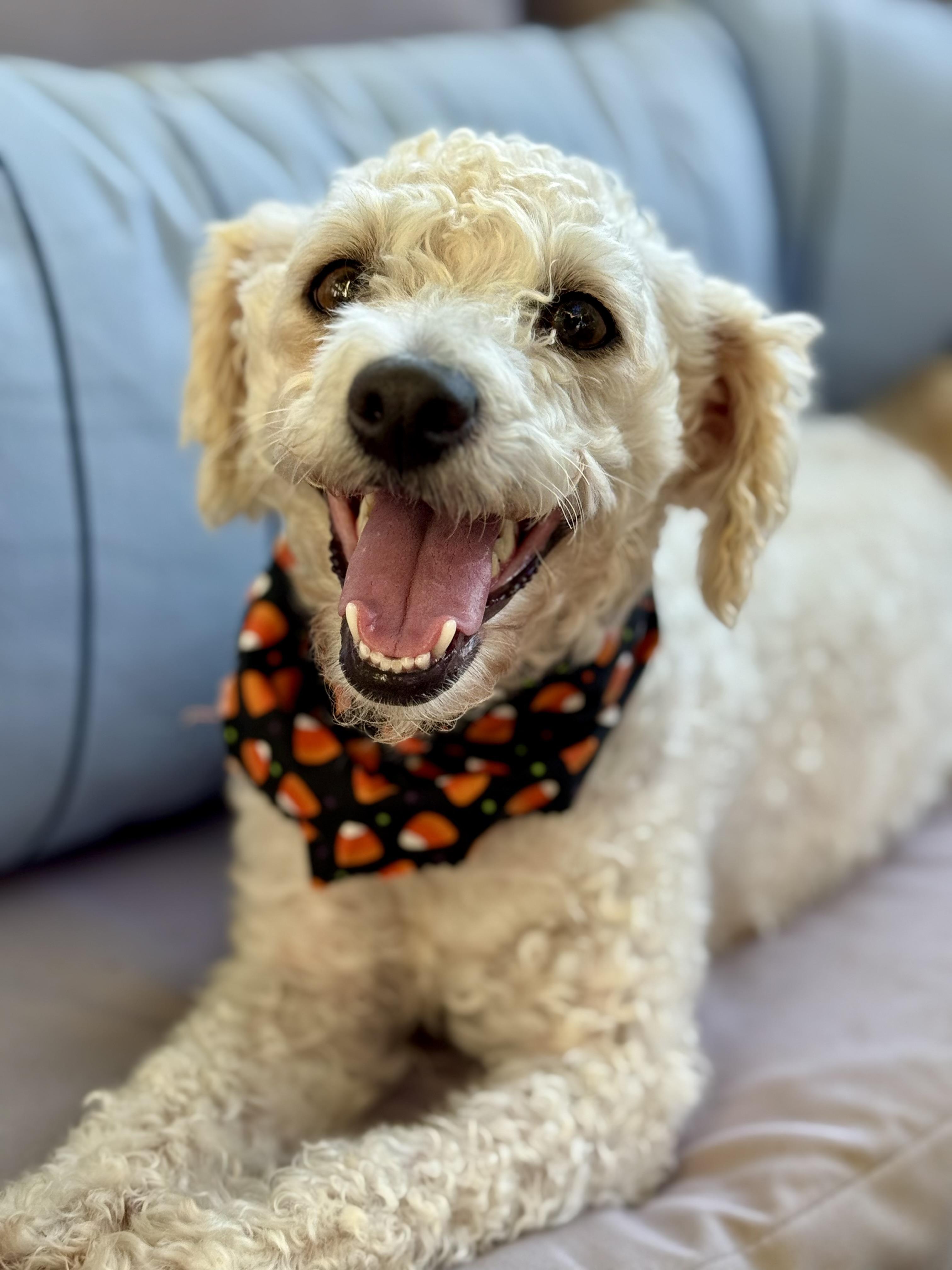 Pixie, an adoptable Maltipoo, Miniature Poodle in Columbia, CA, 95310 | Photo Image 4