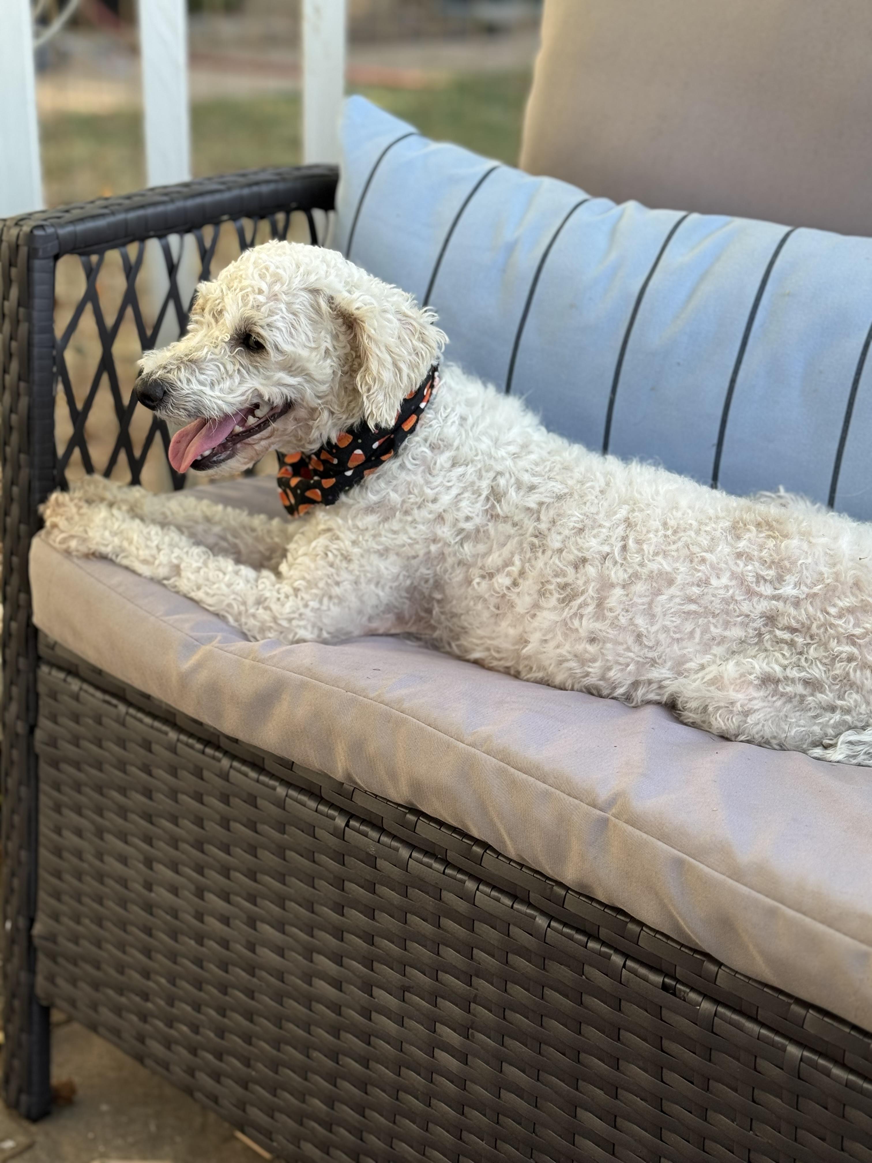 Pixie, an adoptable Maltipoo, Miniature Poodle in Columbia, CA, 95310 | Photo Image 5
