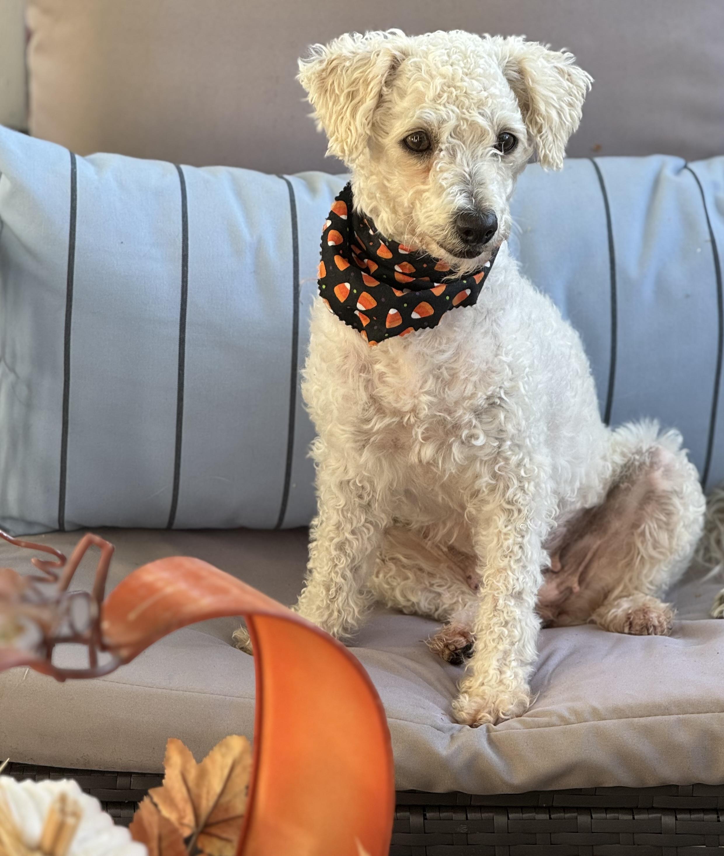 Pixie, an adoptable Maltipoo, Miniature Poodle in Columbia, CA, 95310 | Photo Image 2