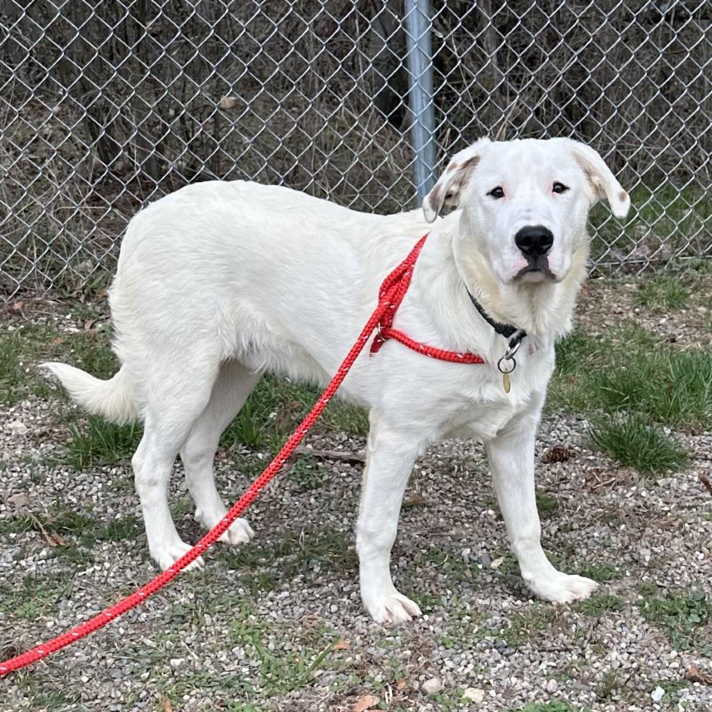 Enlarge BamBam, a Adoptable Mixed Breed in Priest River, ID image 2/4