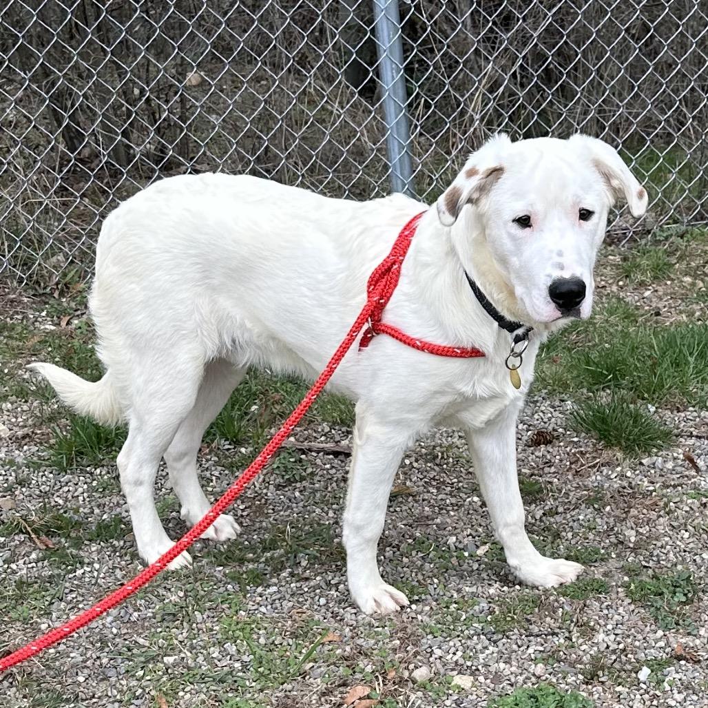 Enlarge BamBam, a Adoptable Mixed Breed in Priest River, ID image 3/4