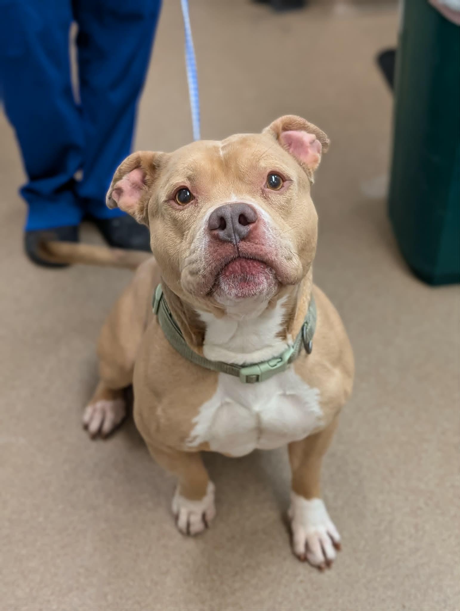 Zeus, a ADOPTABLE mixed breed in Chambersburg, PA image 2/2