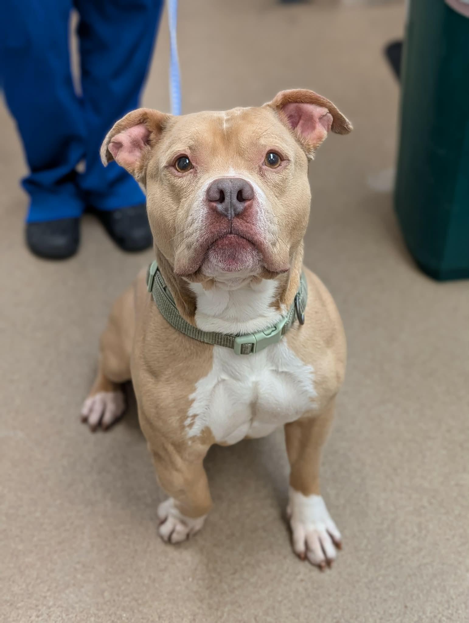 Zeus, ADOPTABLE, Senior Male Terrier.