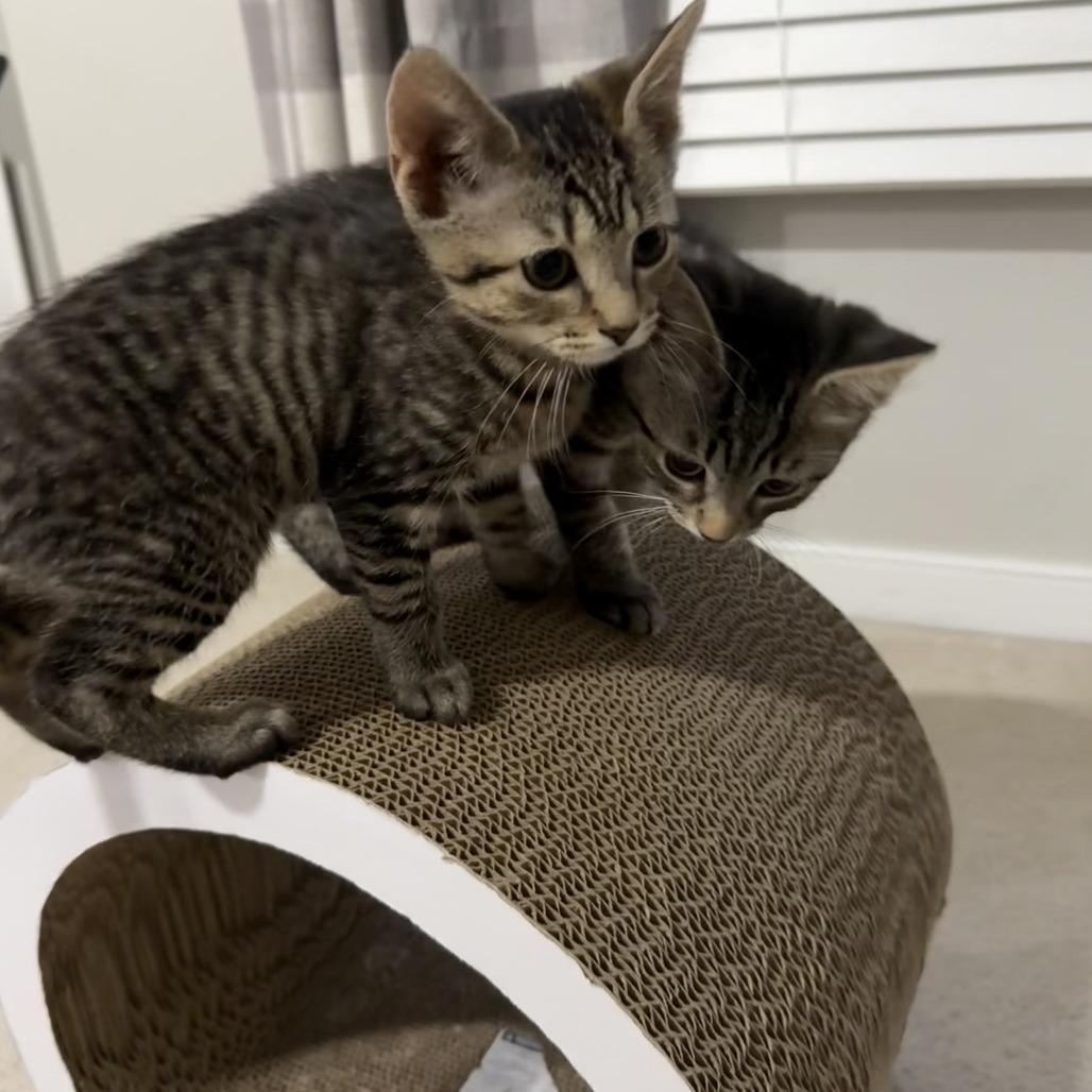 Charter, a Adoptable Domestic Short Hair in Richmond, VA image 1/3