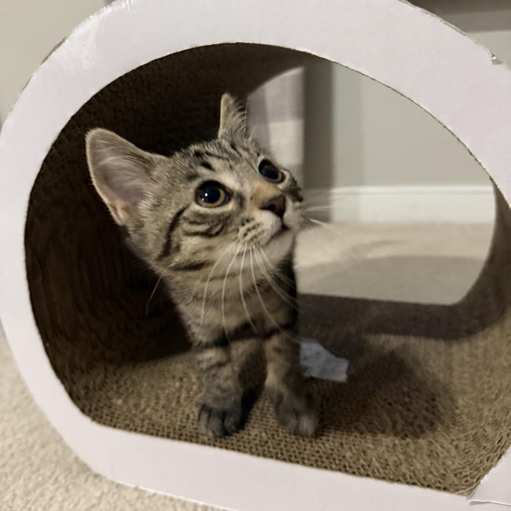 Charter, a Adoptable Domestic Short Hair in Richmond, VA image 2/3