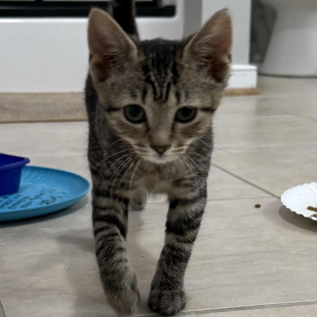 Charter, a Adoptable Domestic Short Hair in Richmond, VA image 3/3