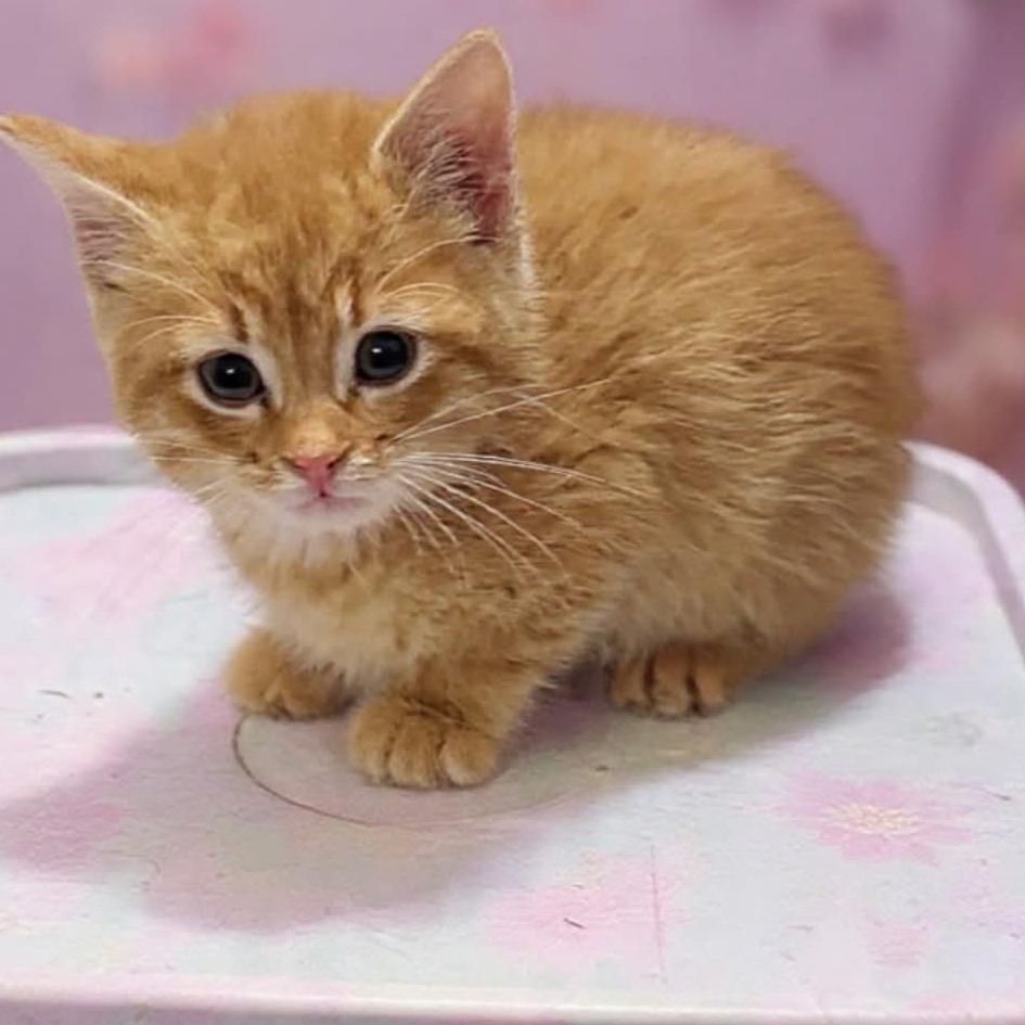 Enlarge Breezy, a Adoptable Domestic Short Hair in Mondovi, WI image 2/2