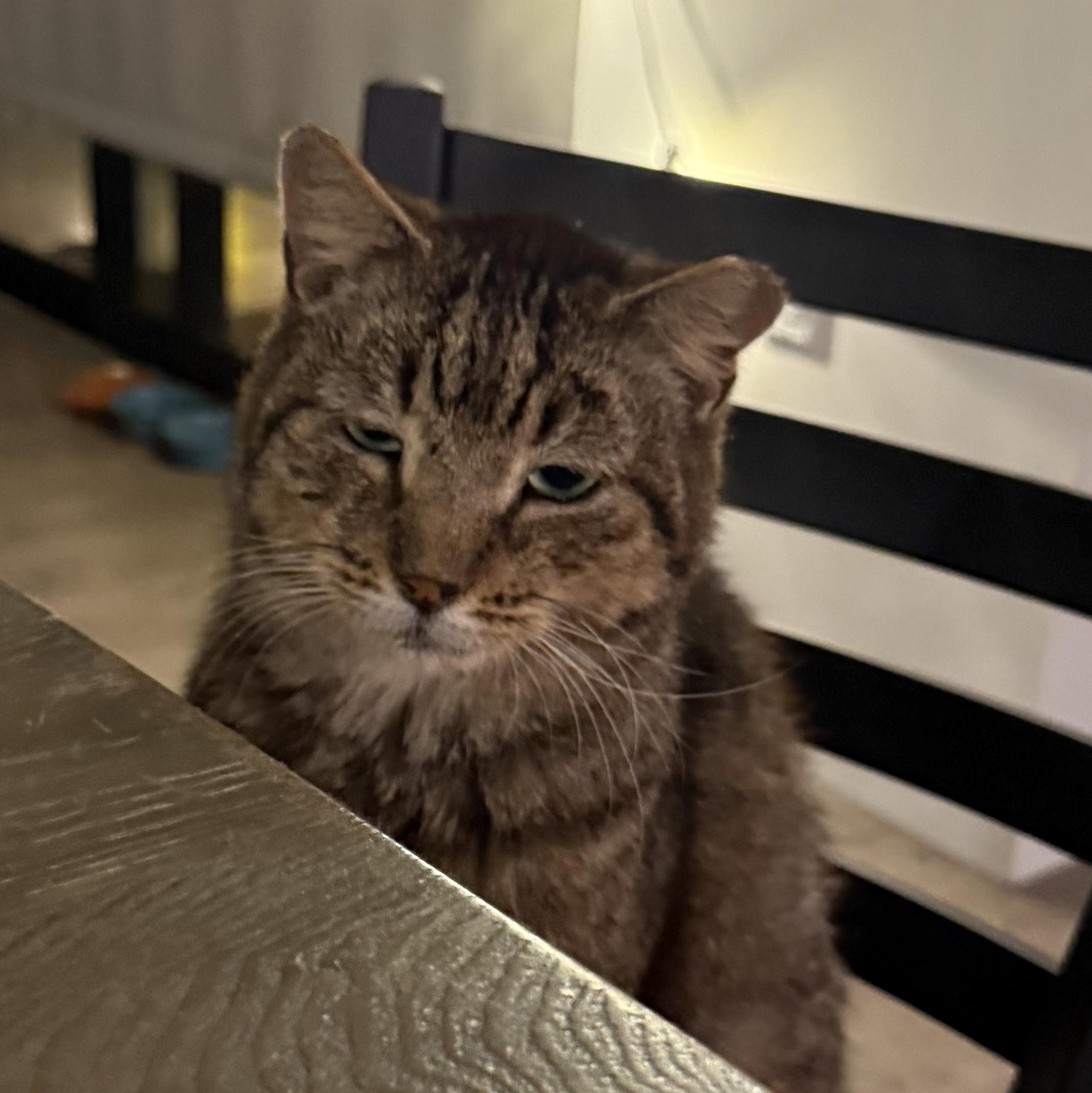 Mowgli