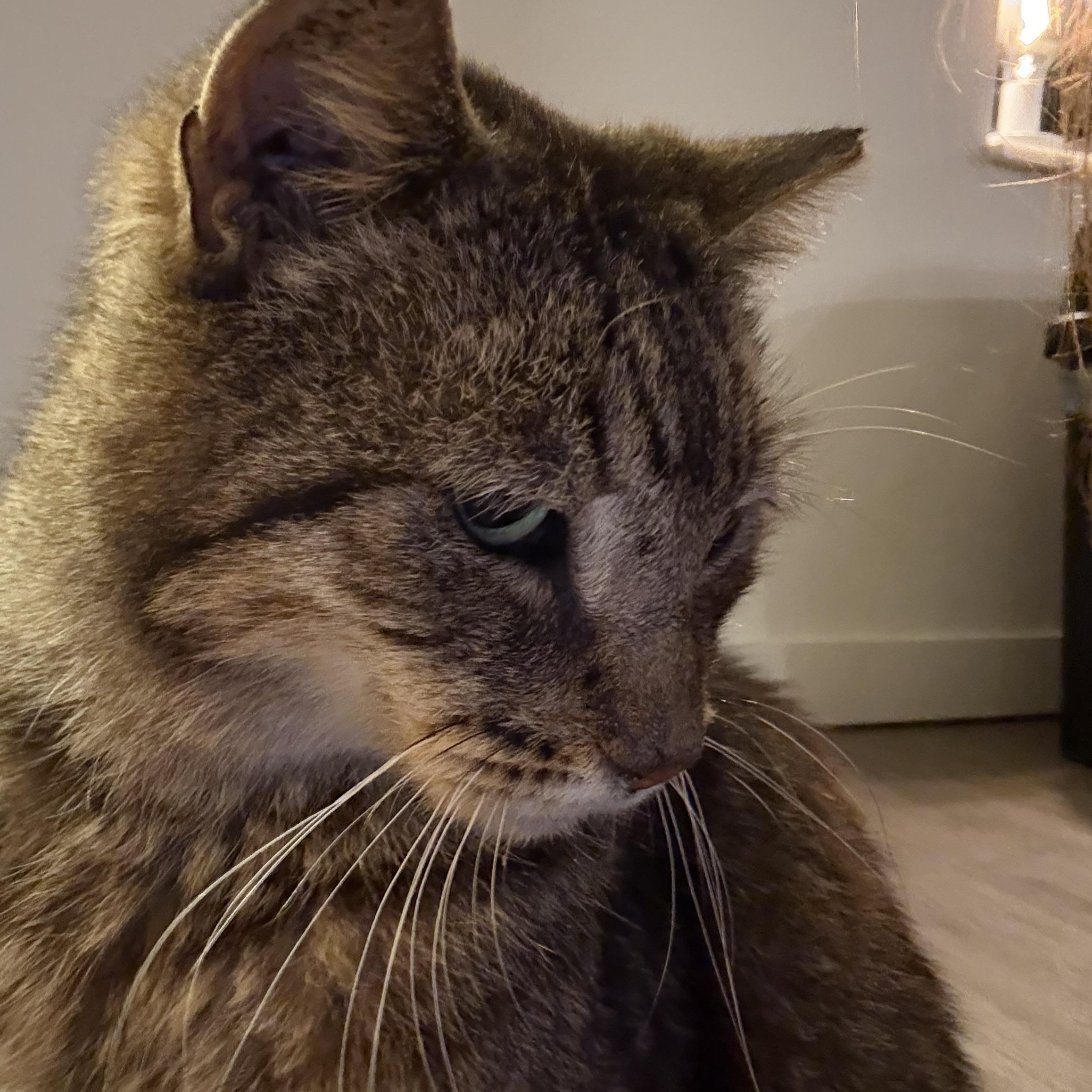 Mowgli photo 4