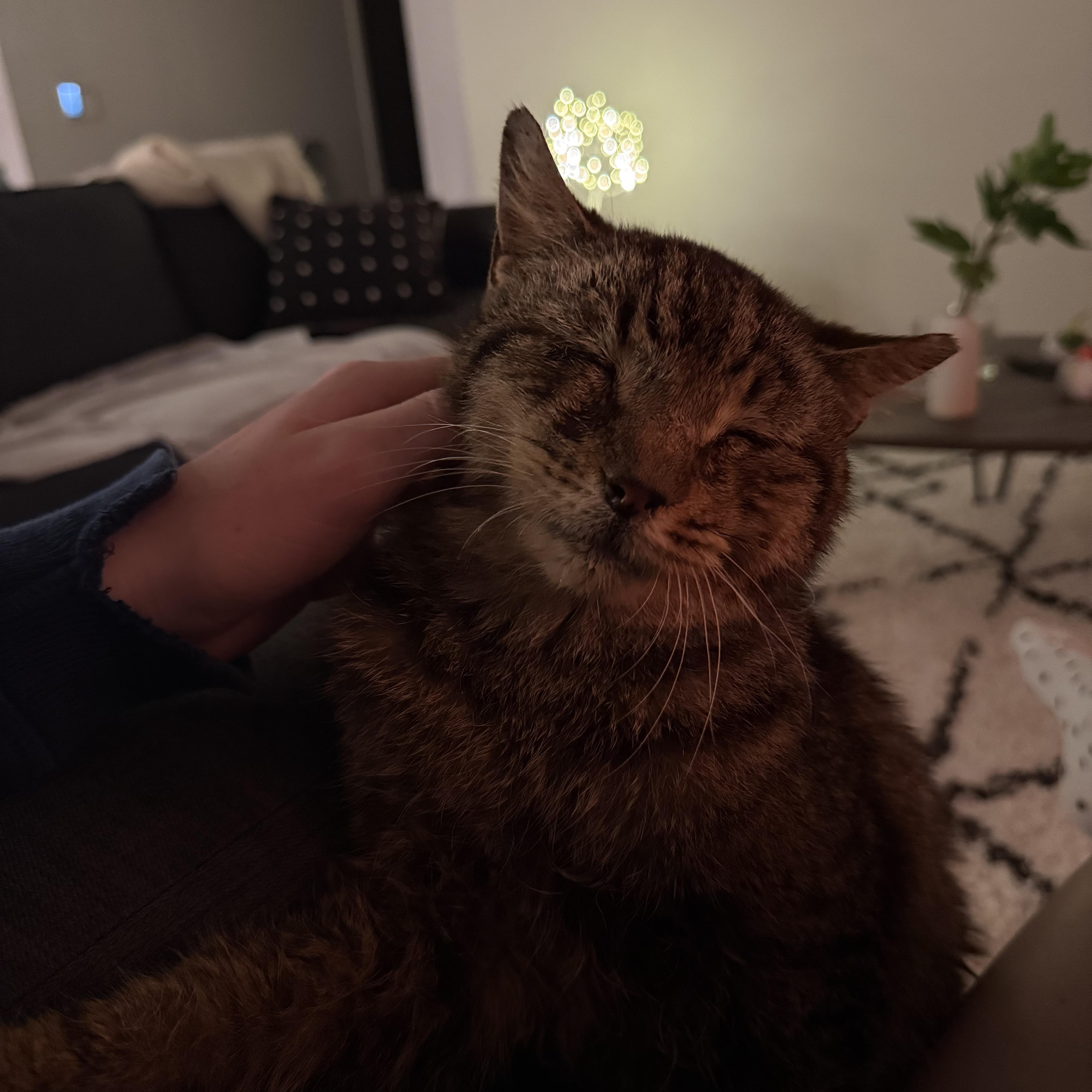 Mowgli photo 2