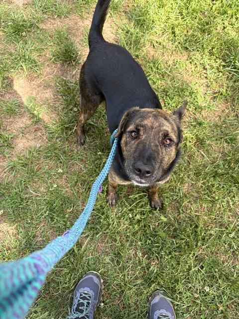 JUNE, Adoptable, Young Female Mixed Breed.