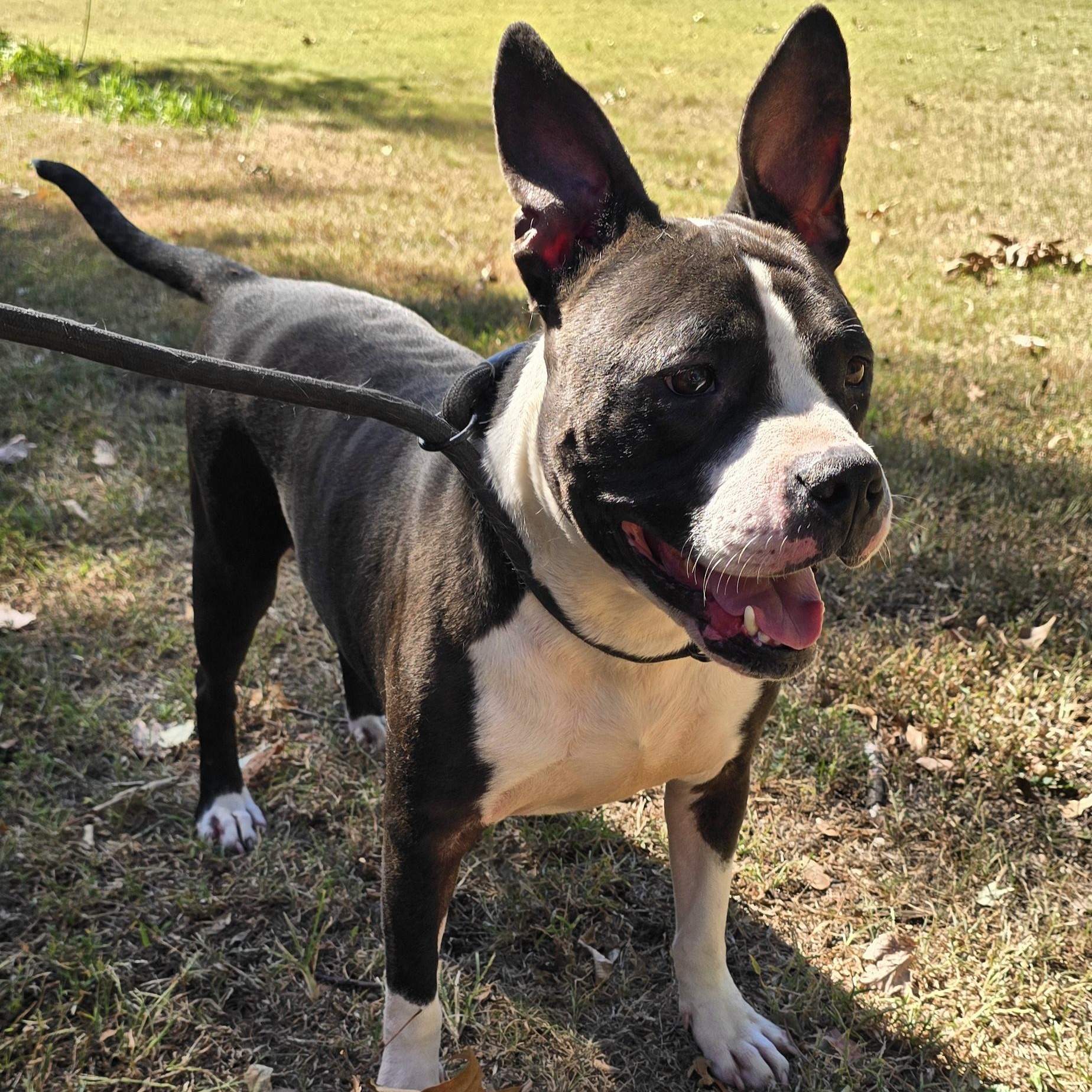 Enlarge Max (Aka THE Baby), a Adoptable mixed breed in Arlington, TN image 2/5