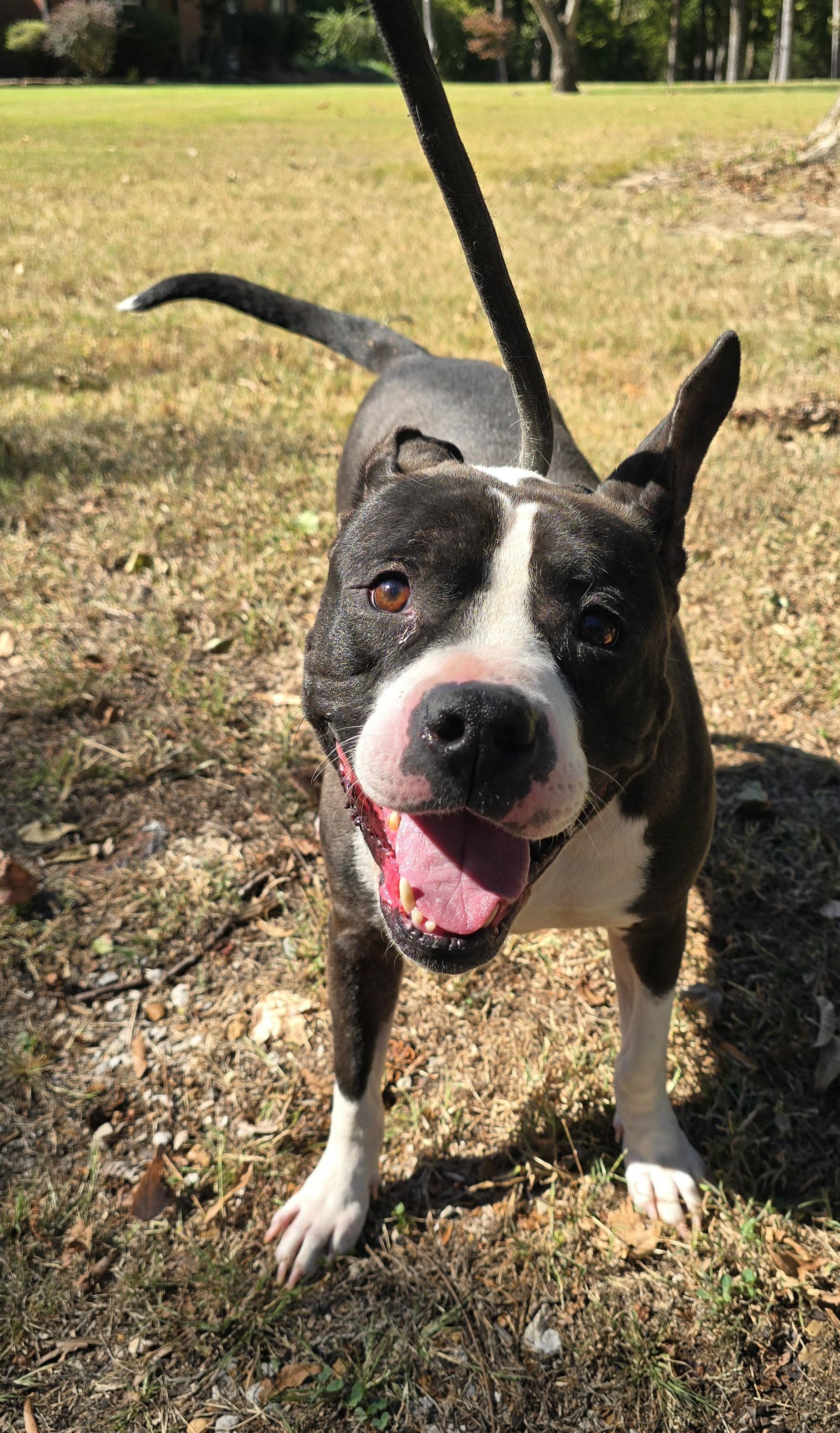 Enlarge Max (Aka THE Baby), a Adoptable mixed breed in Arlington, TN image 3/5
