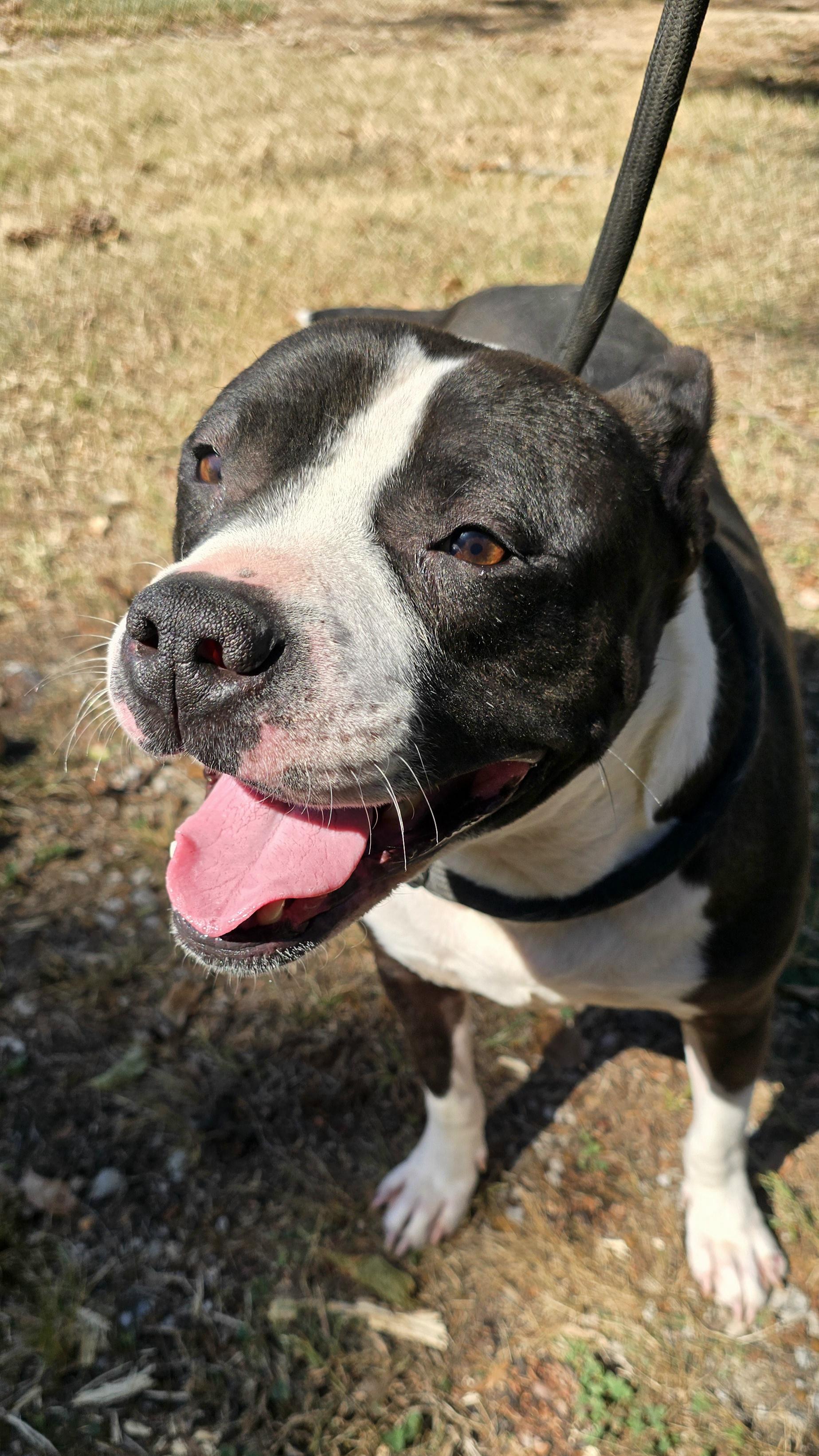 Enlarge Max (Aka THE Baby), a Adoptable mixed breed in Arlington, TN image 4/5