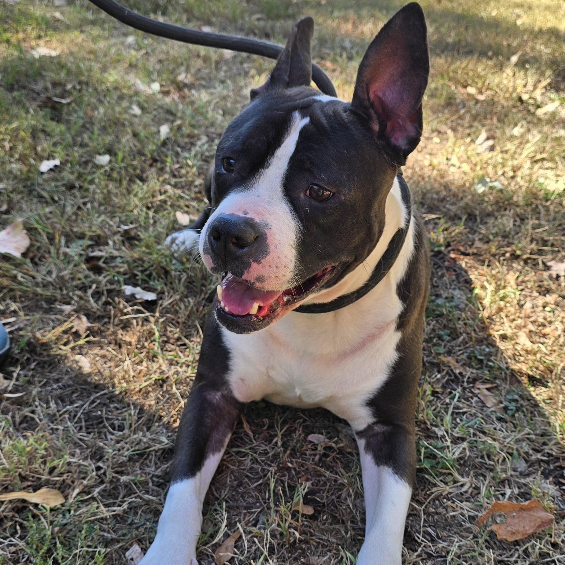 Max (Aka THE Baby), Adoptable, Adult Male American Staffordshire Terrier.