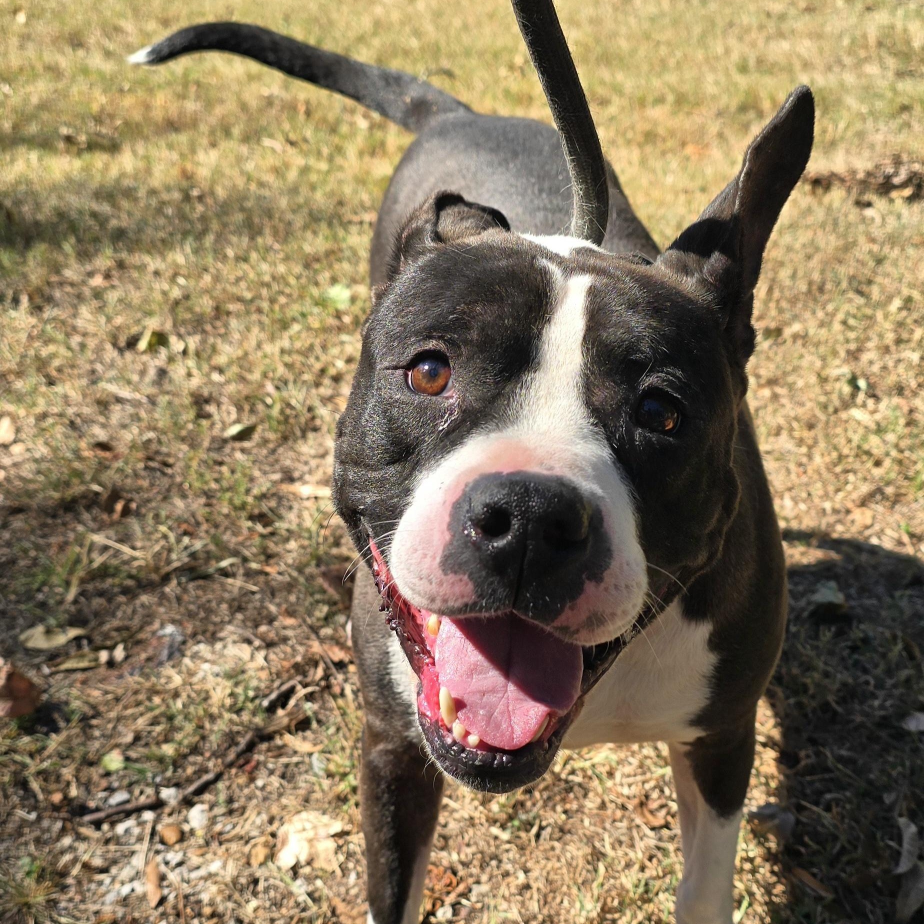 Enlarge Max (Aka THE Baby), a Adoptable mixed breed in Arlington, TN image 5/5