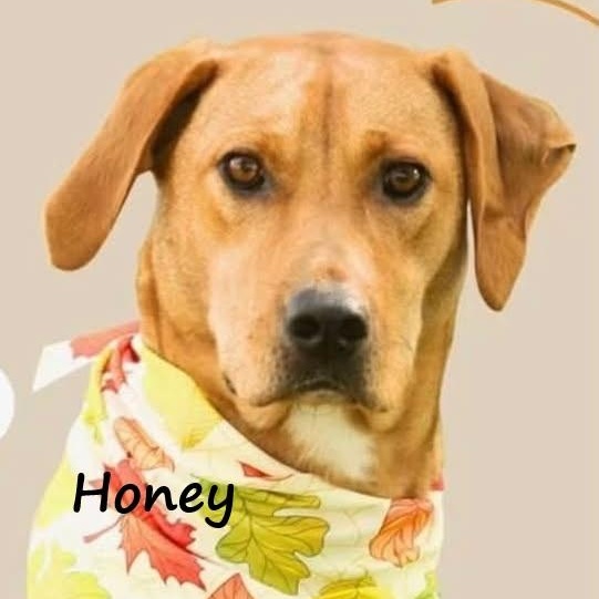 Honey, Adoptable, Young Female Yellow Labrador Retriever.