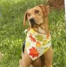 Enlarge Honey, a Adoptable mixed breed in Aurora, NE image 2/2