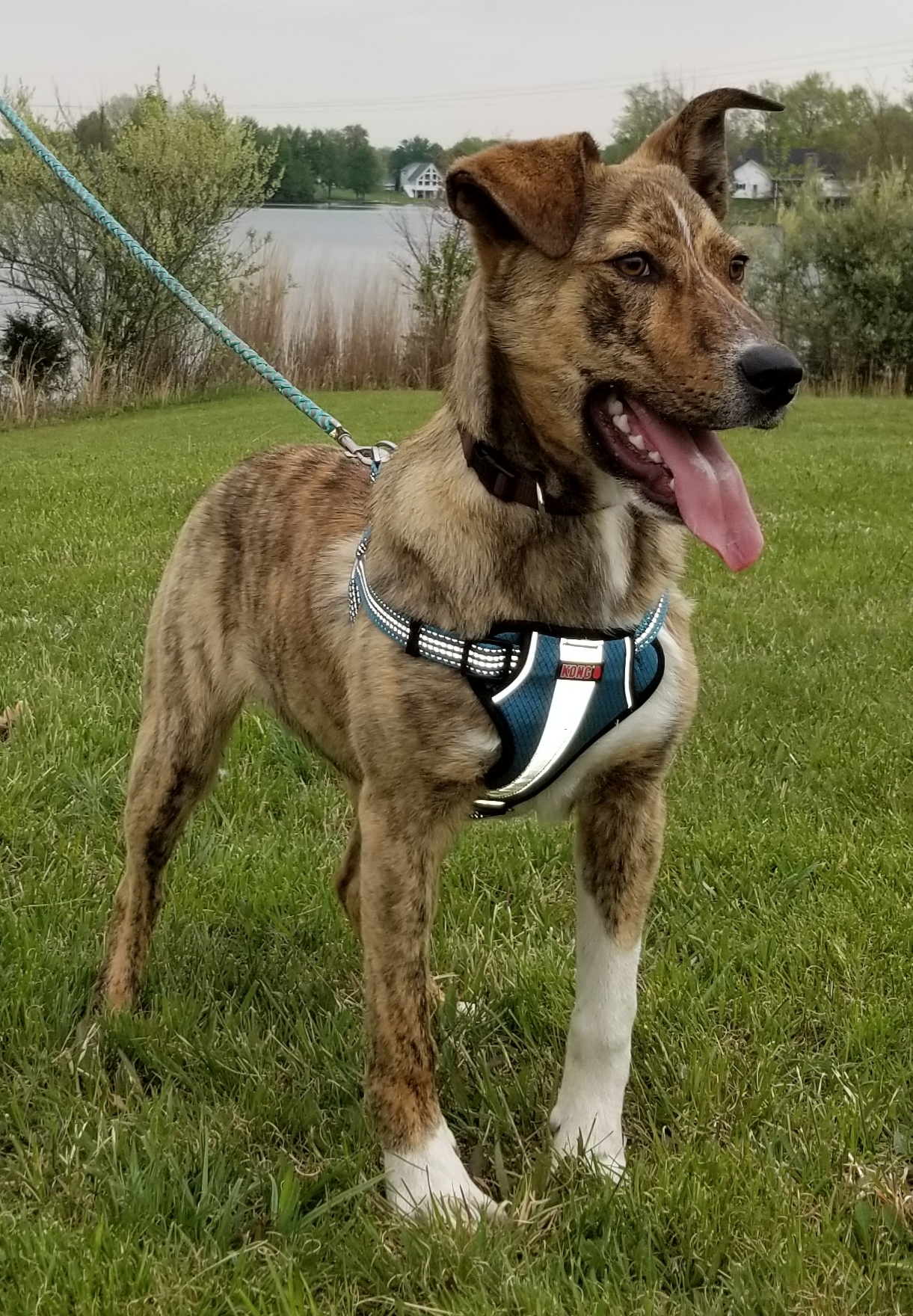 SID, a Adoptable mixed breed in Sardinia, OH image 1/12
