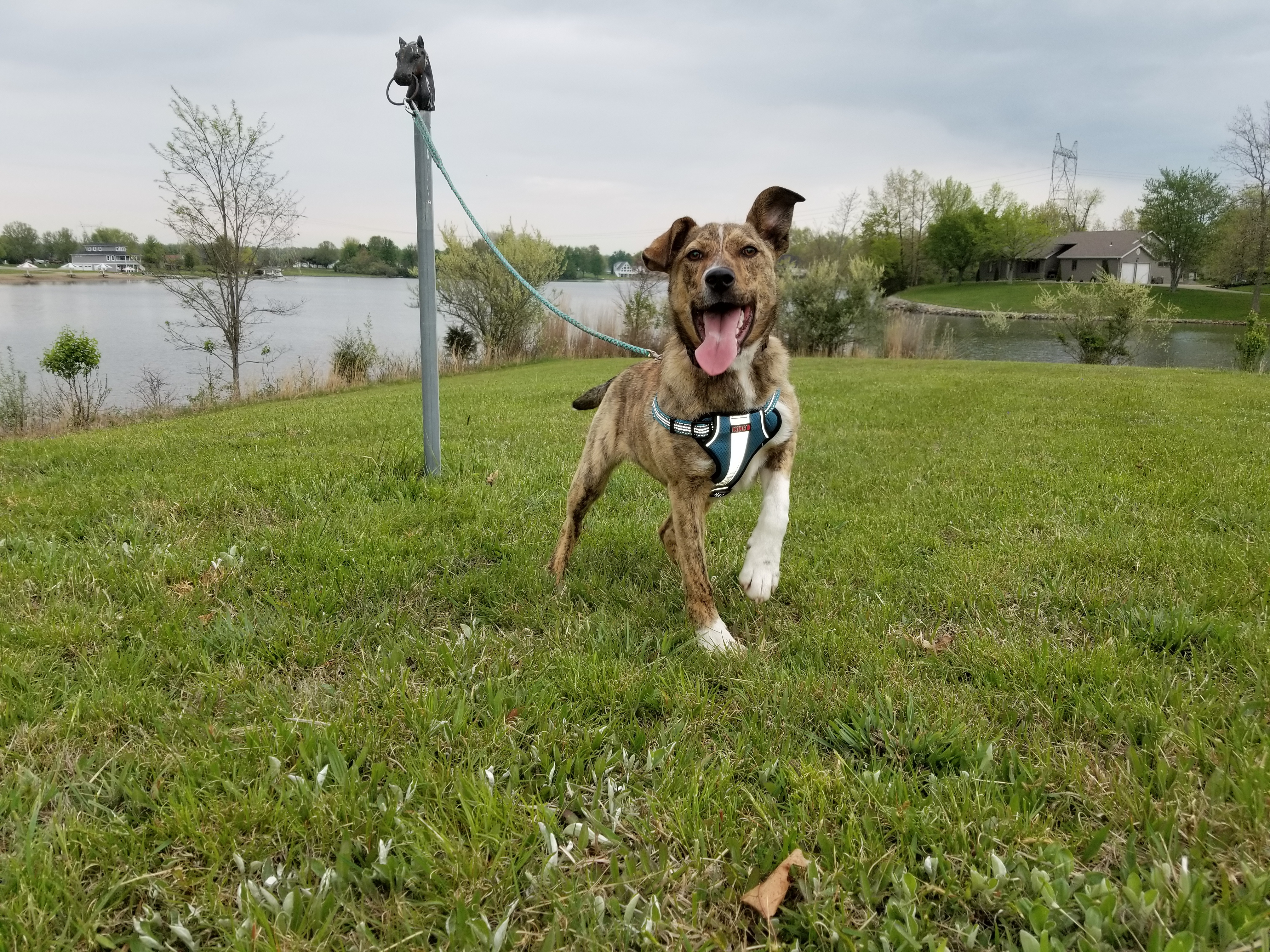 SID, a Adoptable mixed breed in Sardinia, OH image 2/12