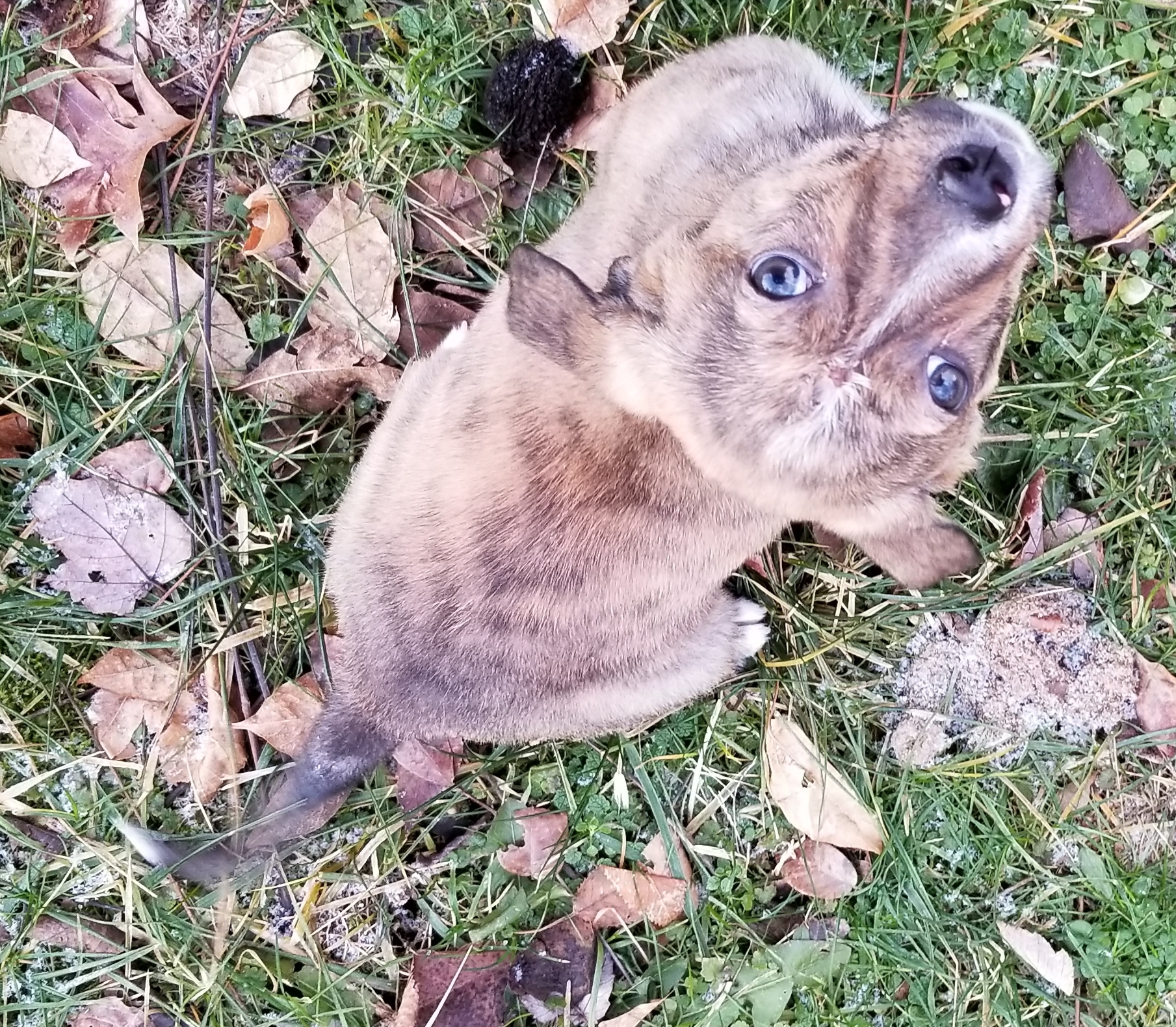 SID, a Adoptable mixed breed in Sardinia, OH image 3/12