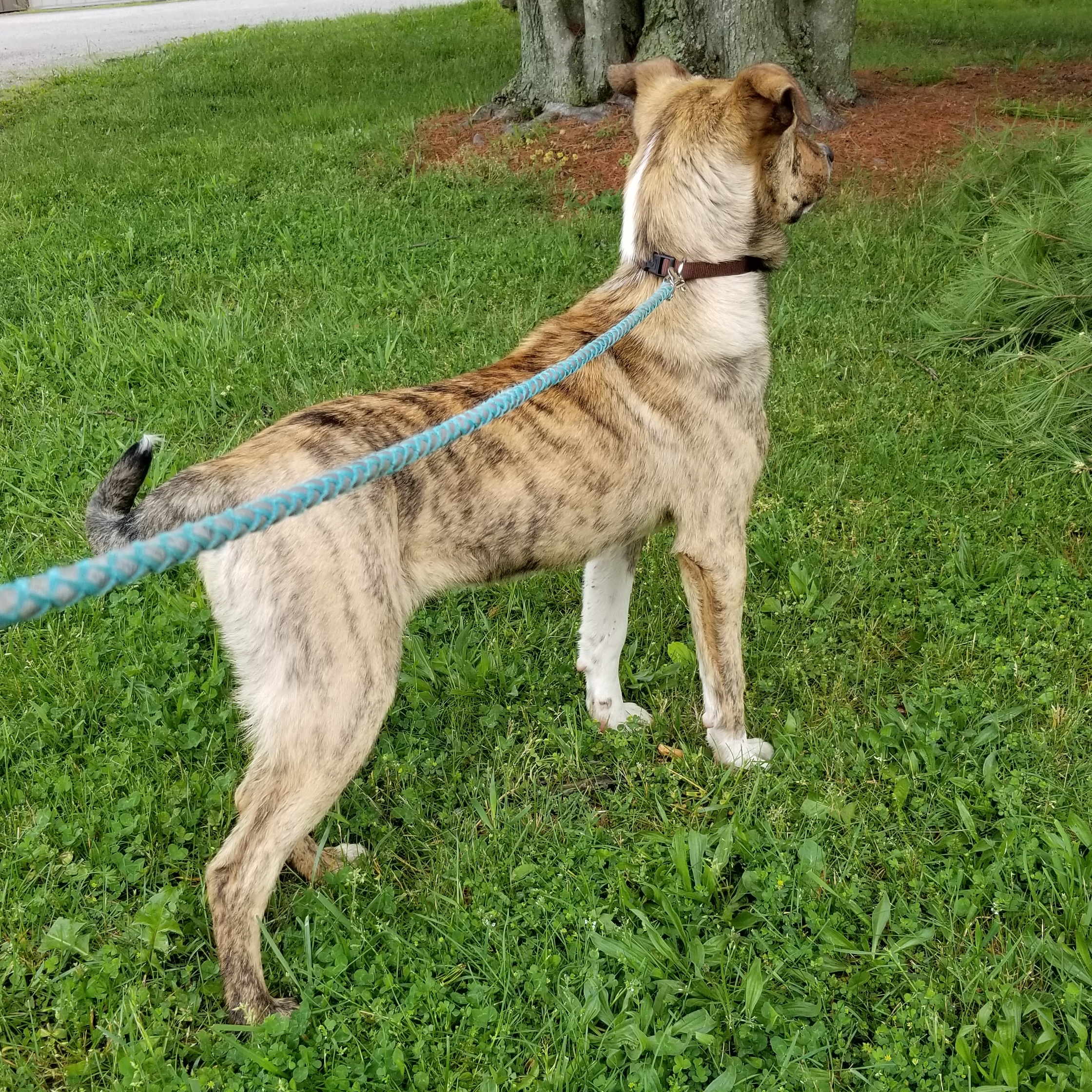 SID, a Adoptable mixed breed in Sardinia, OH image 4/12