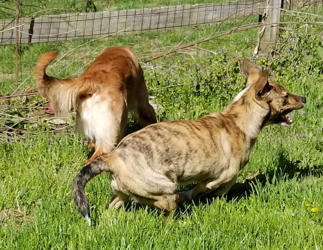 SID, a Adoptable mixed breed in Sardinia, OH image 5/12