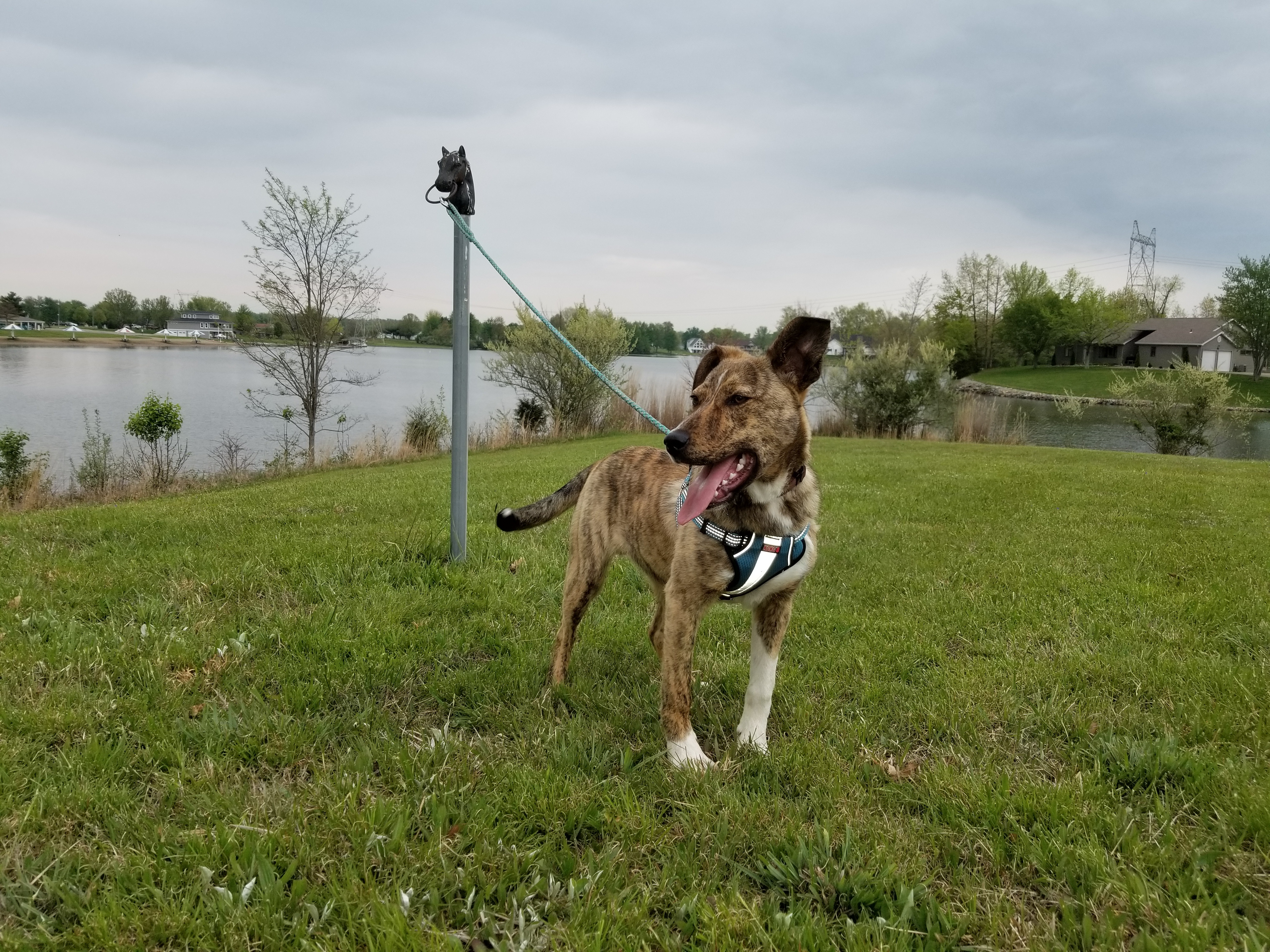 SID, a Adoptable mixed breed in Sardinia, OH image 6/12