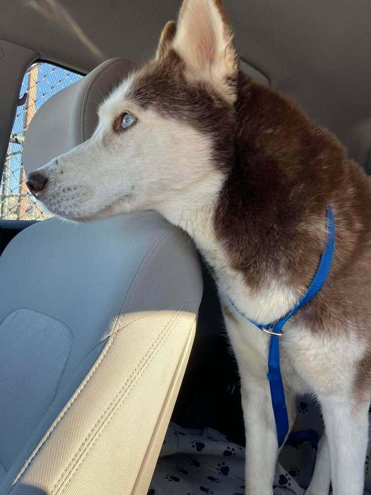 Astrid, Adoptable, Adult Female Siberian Husky.